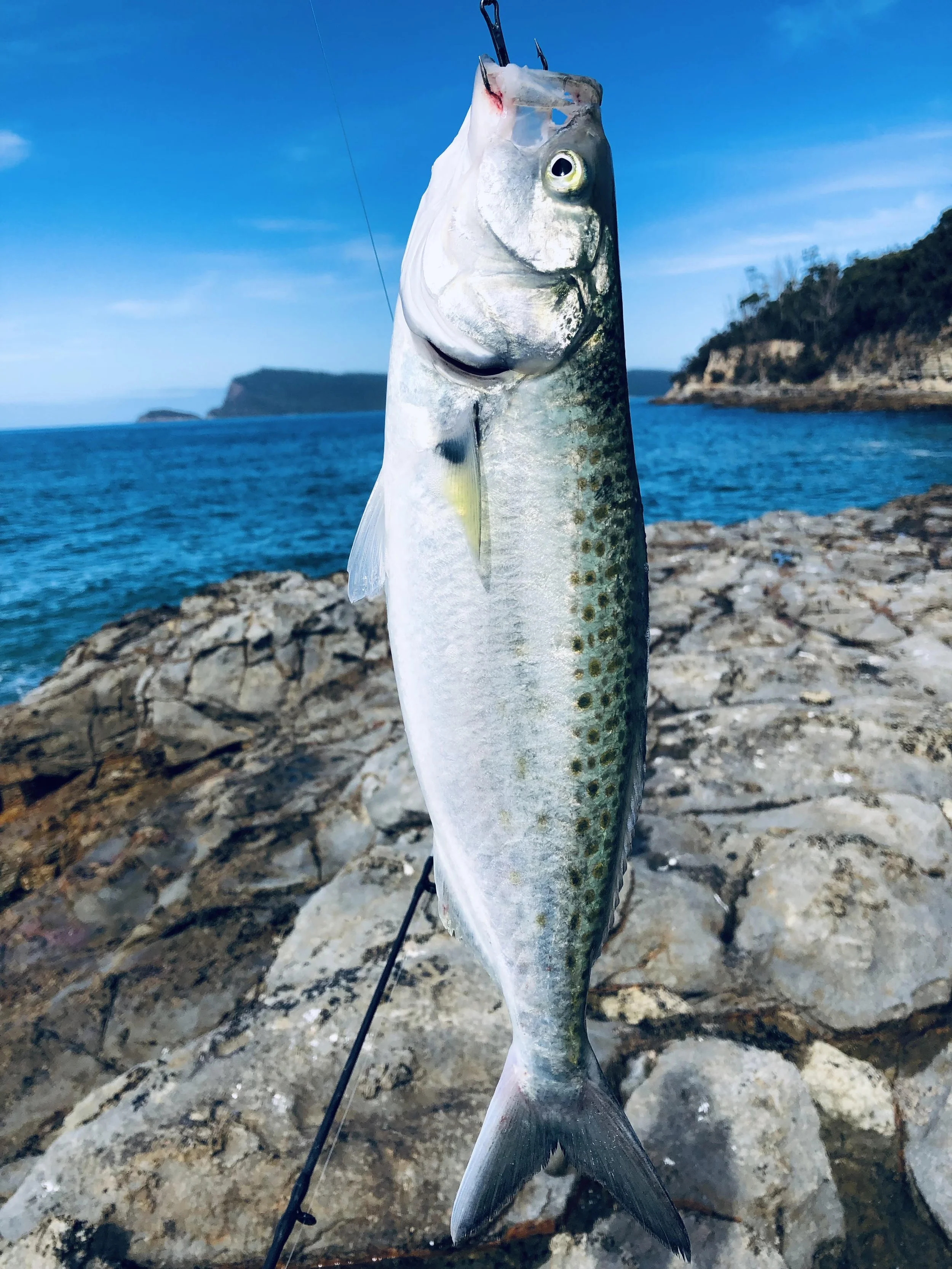 Tasmanian Fishing Report 1/04/23 — Spot On Fishing Tackle Hobart