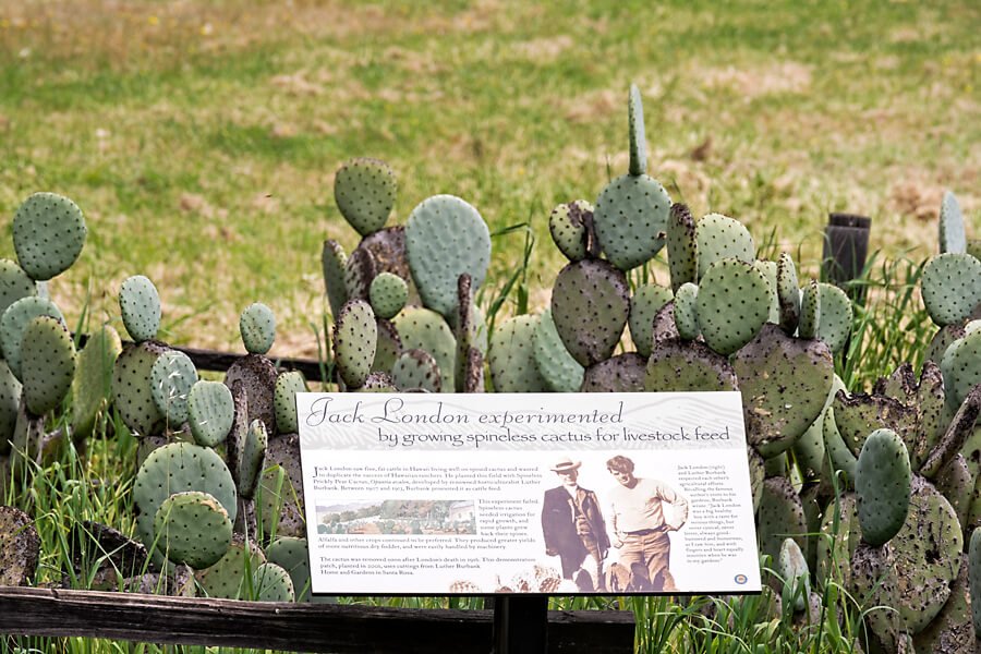 Jack-Lond-cactus.jpg