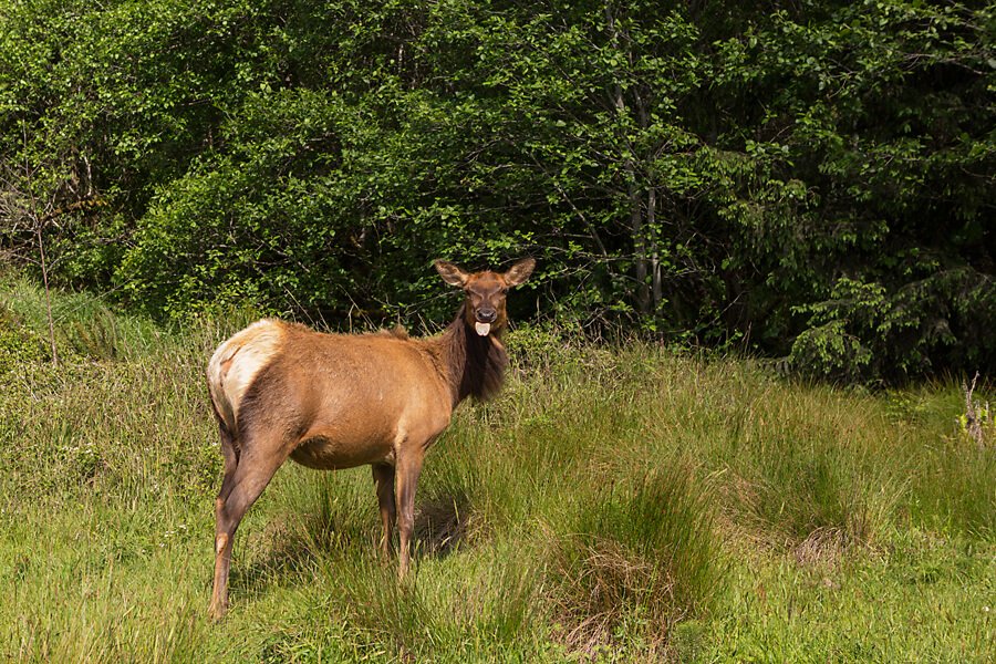 elk-face.jpg