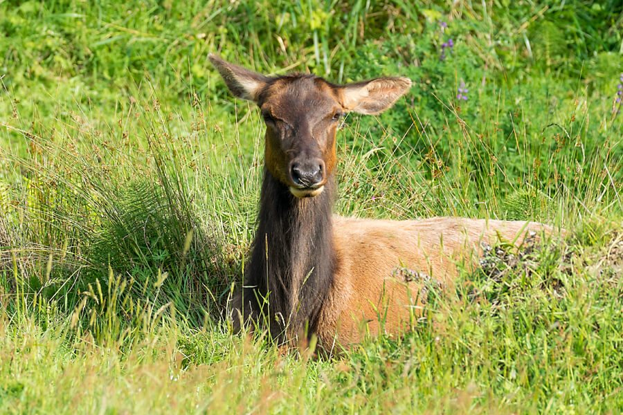 elk-laying.jpg