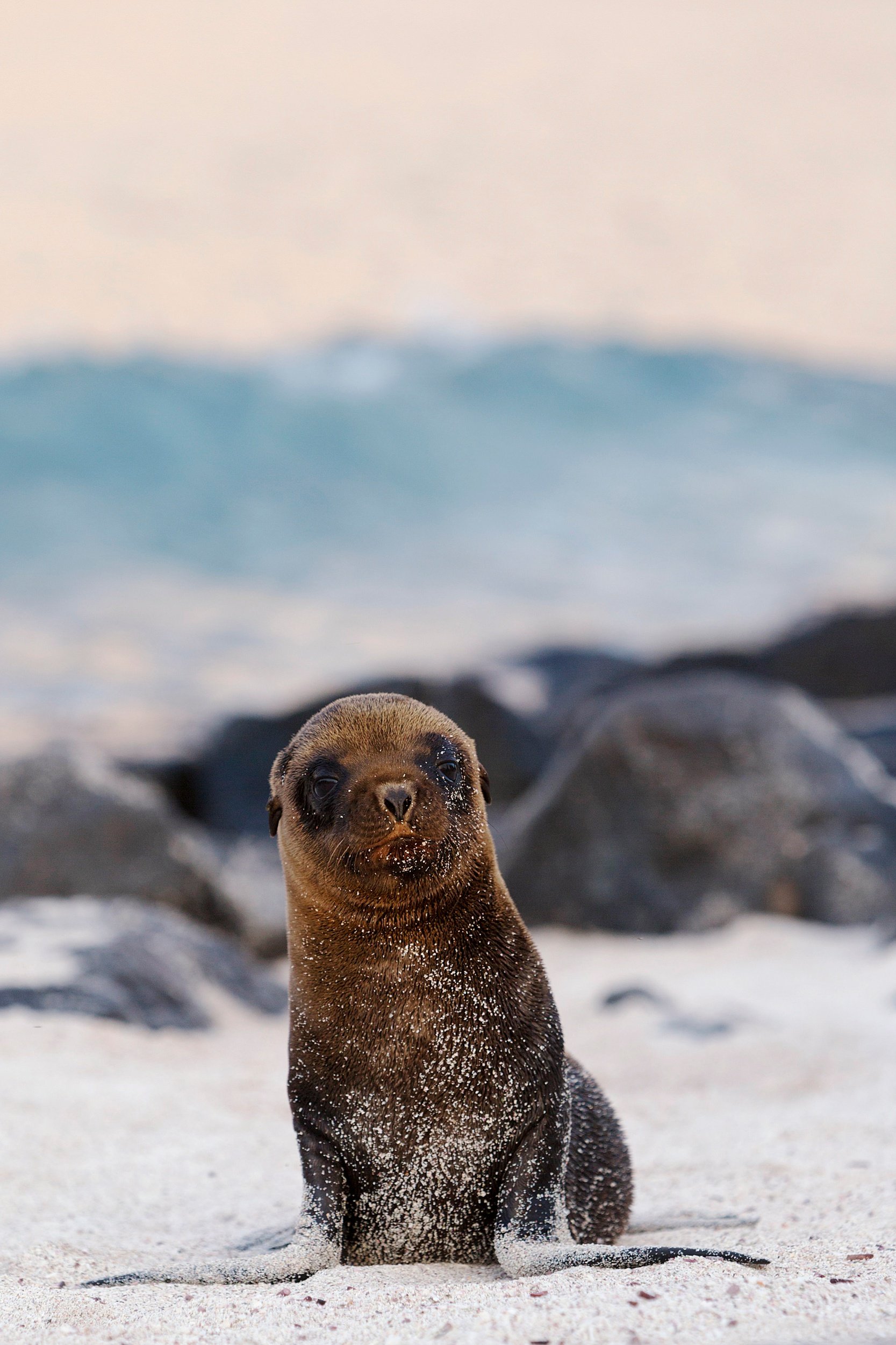 baby sea lion with cute face Espanola Galapagos.jpg