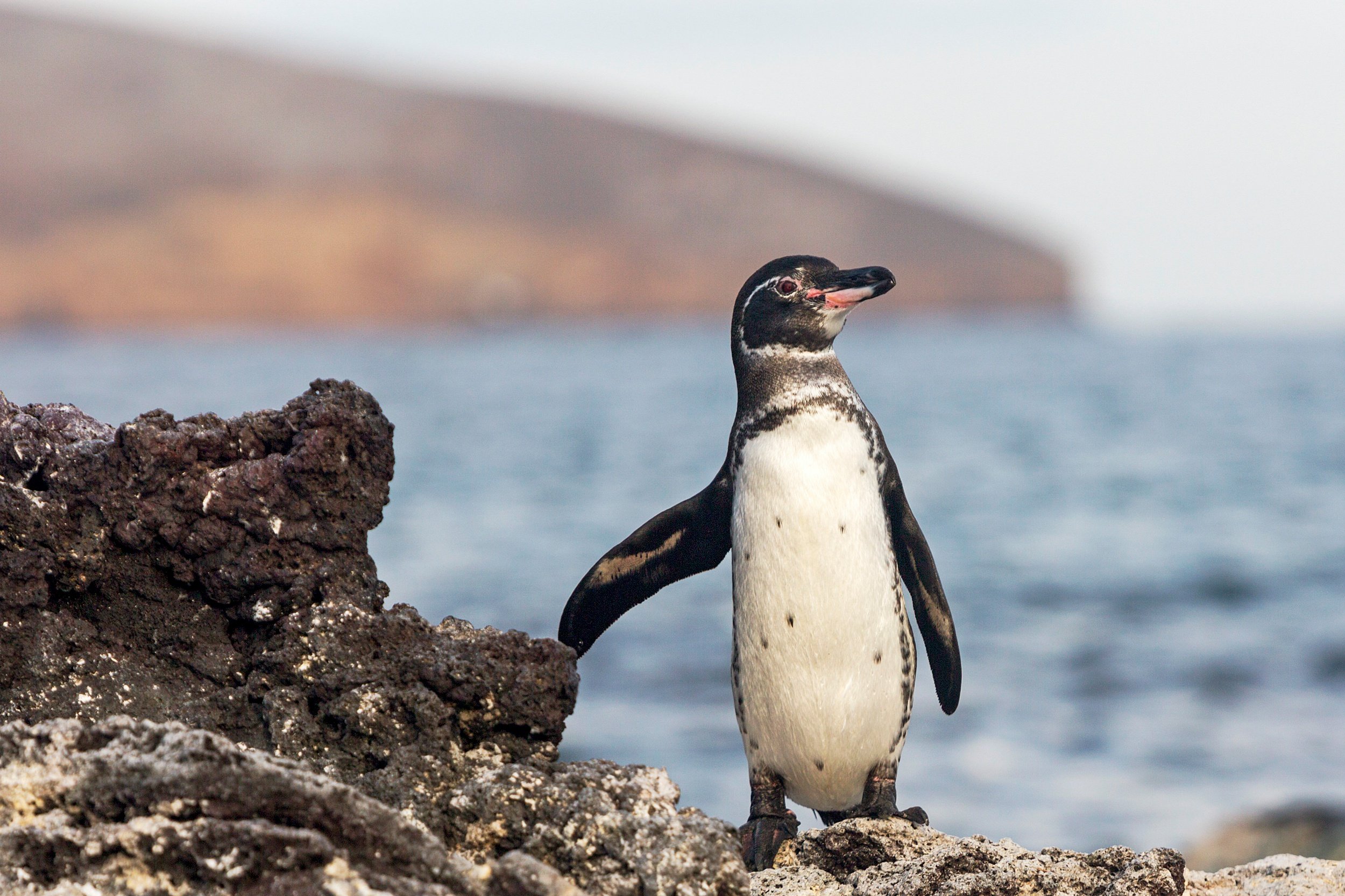 Galapagos Penguin at Bartolome-8.jpg