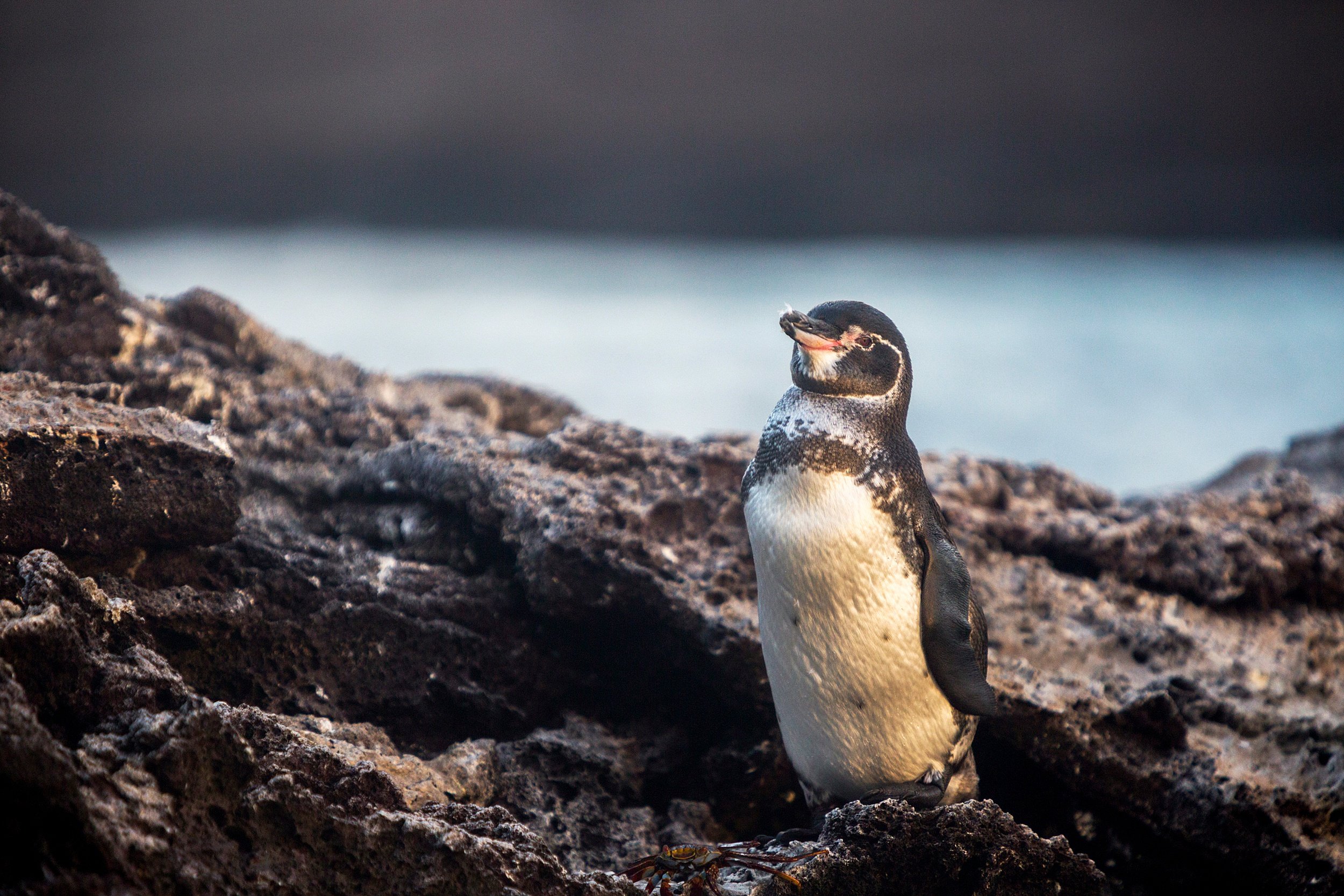 Galapagos Penguin at Bartolome-10.jpg