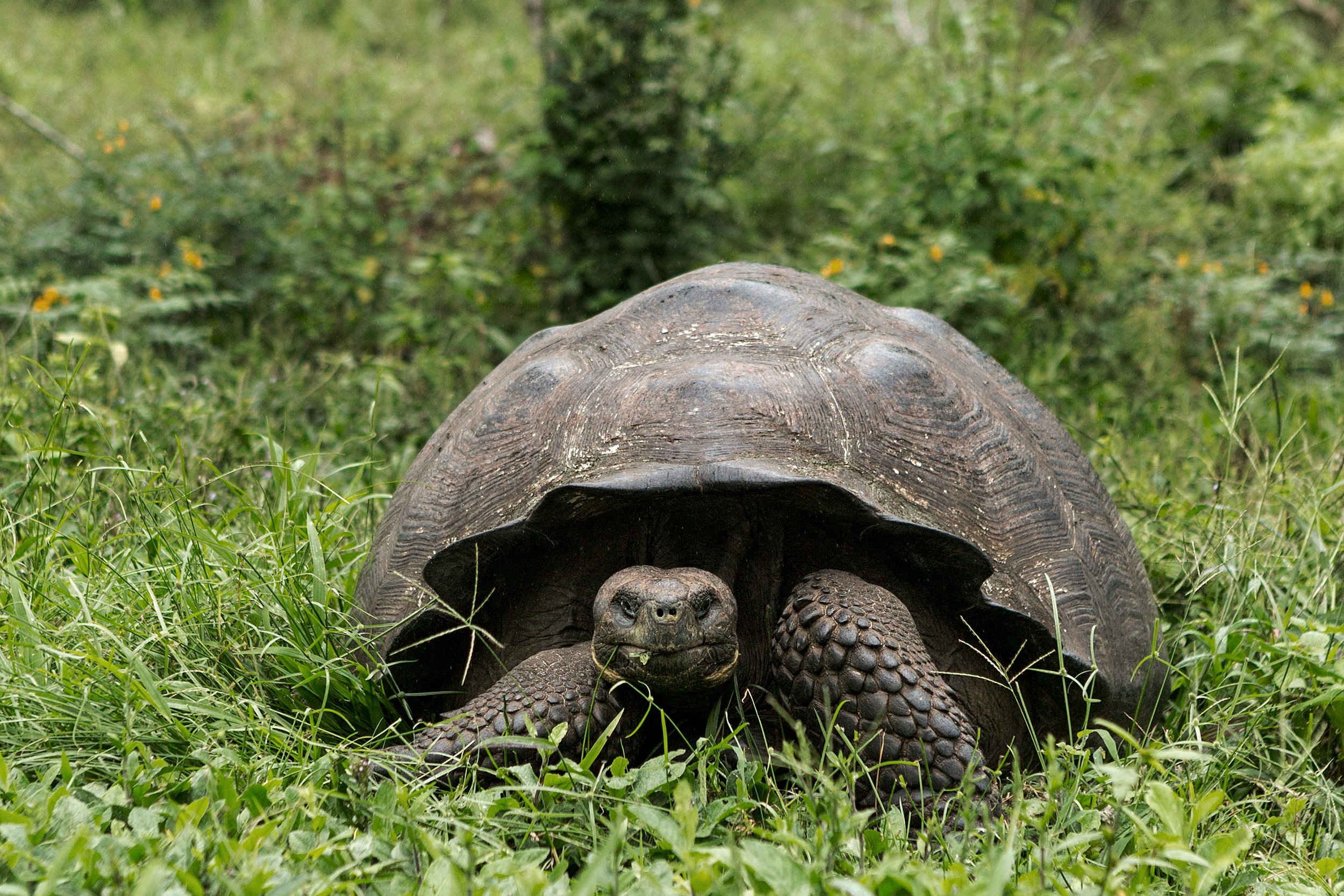 Giant Tortoise in the rain Santa Cruz Galapagos.jpg
