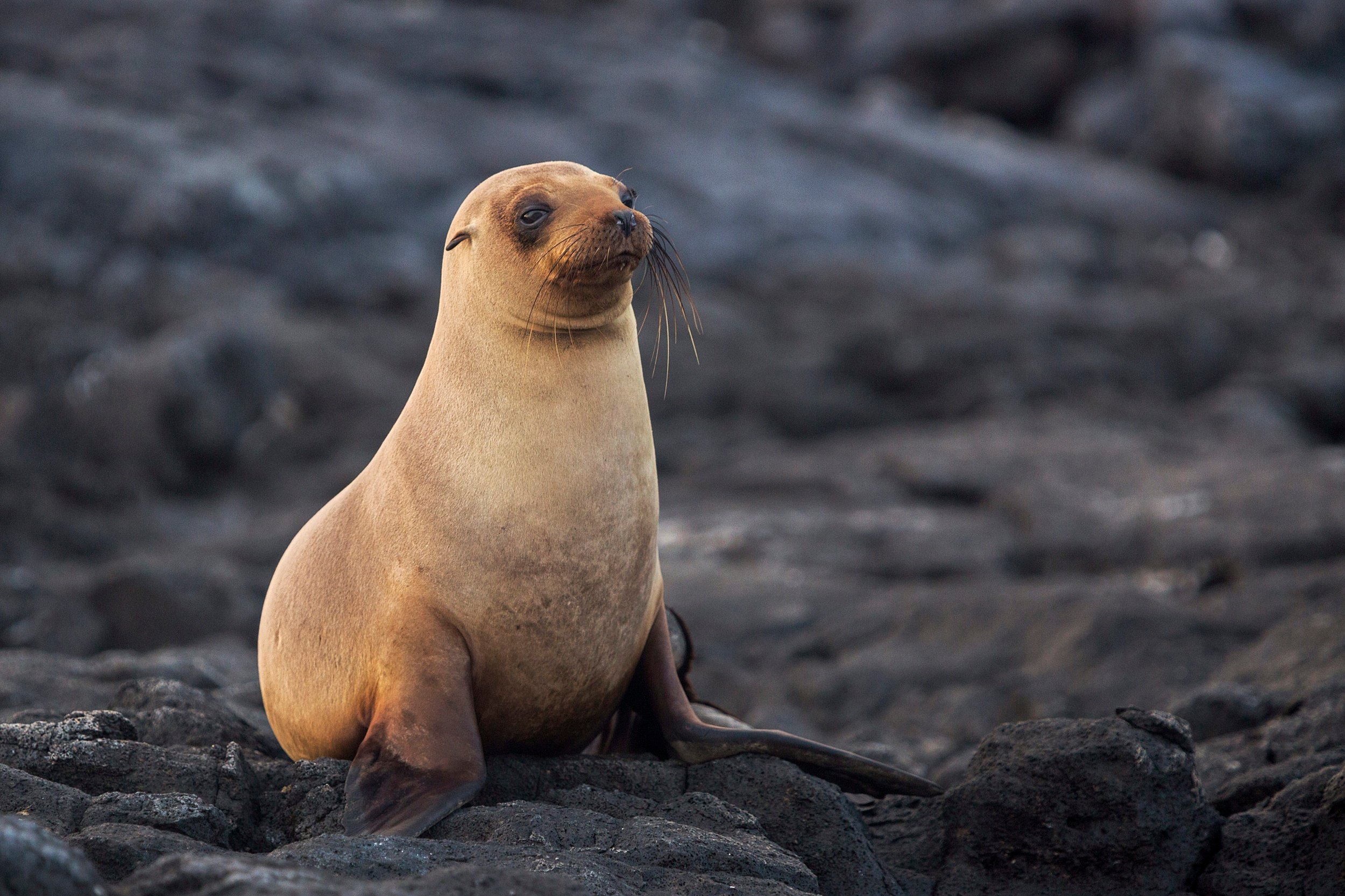 Sea Lion on rock Bartolome Galapagos.jpg