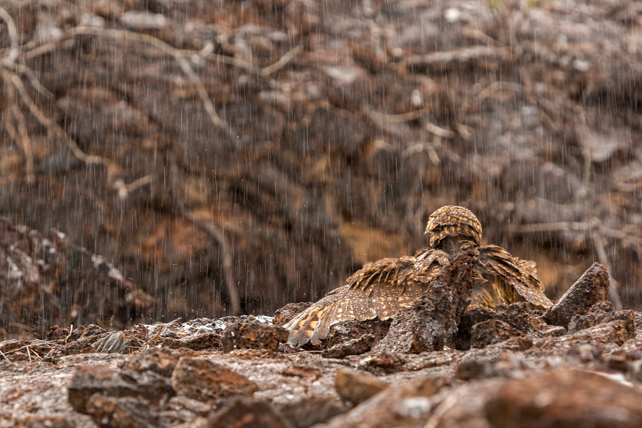Shorteared Owl Genovesa Island Galapagos.jpg