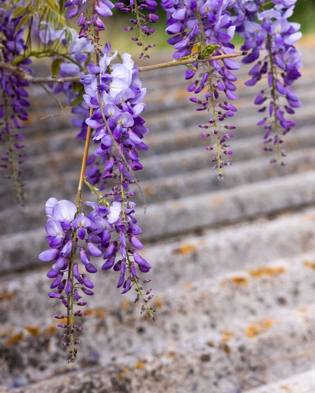 senses - smell

We are a group of photographers supporting each other weekly on our P52. Follow #TFF52Clicks2026 to see our year-long creative journey.

#TFF52Clicks2026_week15
#TFF52Clicks2026_cathyfitzcoaching