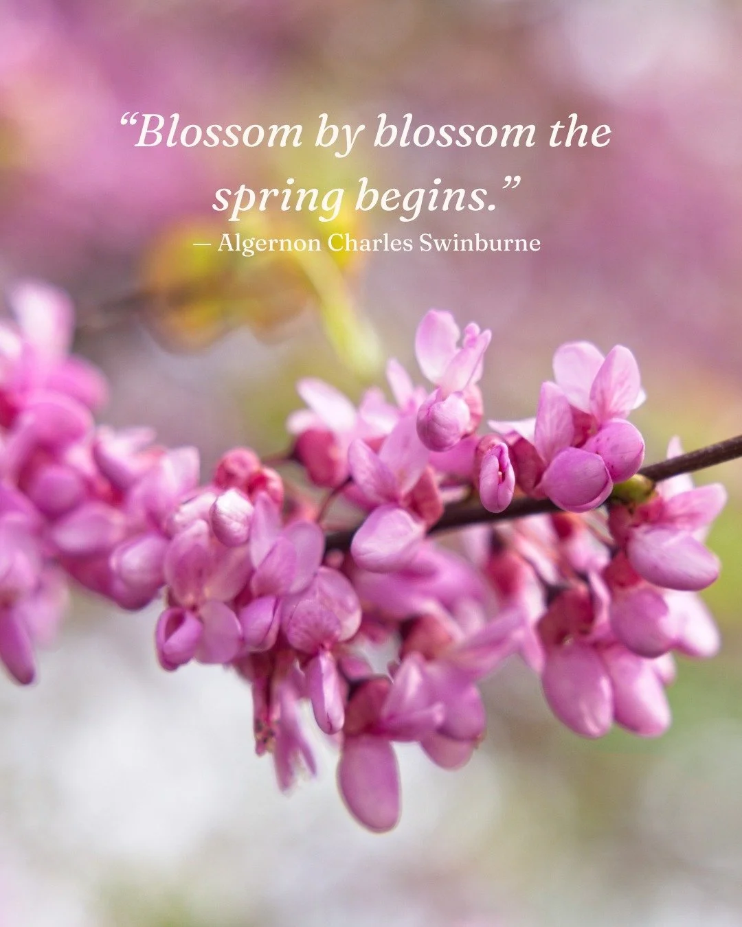Hello, May.

A little more light.
A little more energy.
A sense that something can shift.

Not everything has to be figured out.
Not all at once.

But this is the time when things start to open up.
Ideas.
Momentum.
Possibility.

Let this month unfold