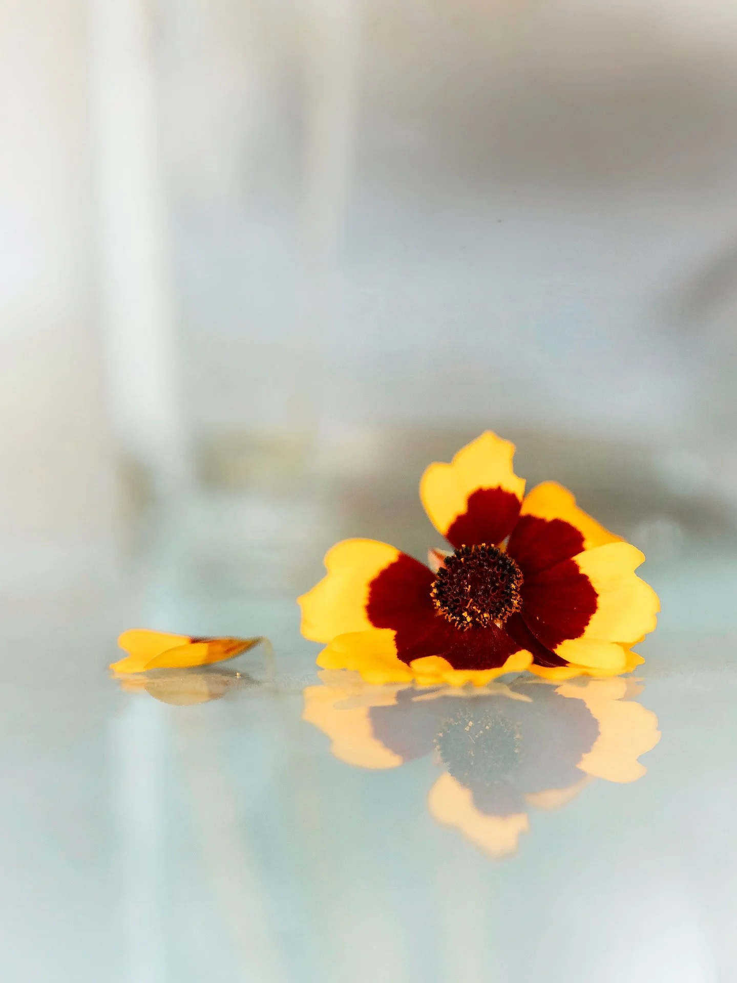 Week 18 | Fun with Light: Reflections

A quiet little reflection for Mother&rsquo;s Day weekend. 🌼

We are a group of photographers supporting each other weekly through our P52 project. This month&rsquo;s theme is light.

Follow #TFF52Clicks2026 to 