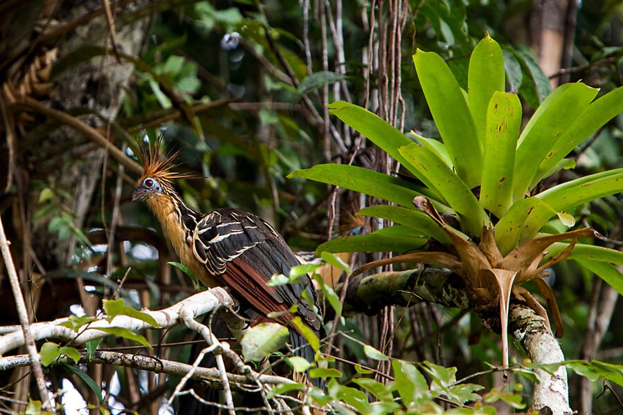Hoatzin.jpeg