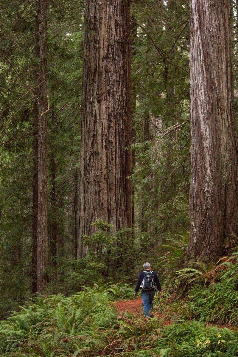 Redwood State and National Forest California