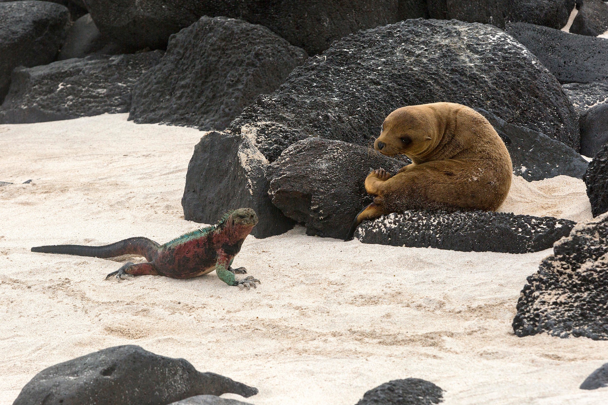 baby sea lion and iguana Espanola Galapagos.jpg