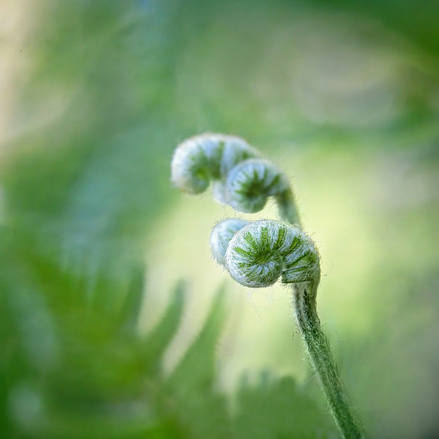unfurling of a fern frond title of Cathy Fitz Coaching blog