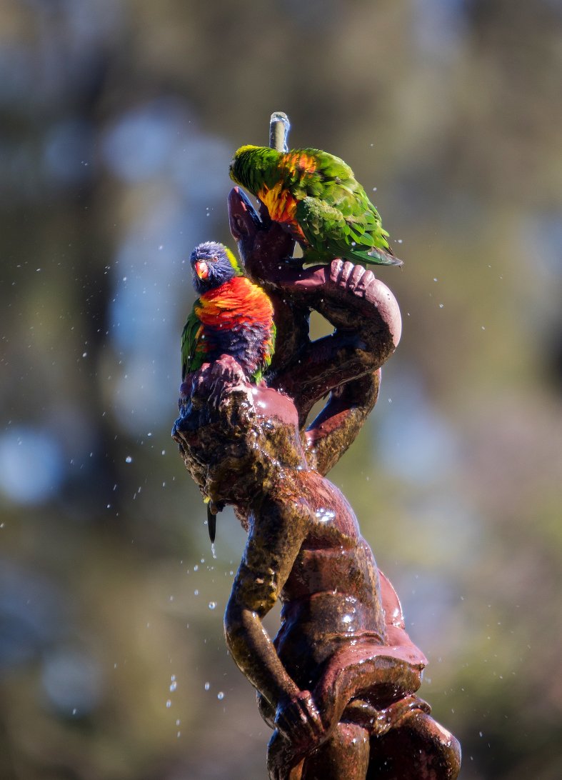 bird-bath-1(pp_w787_h1092).jpeg