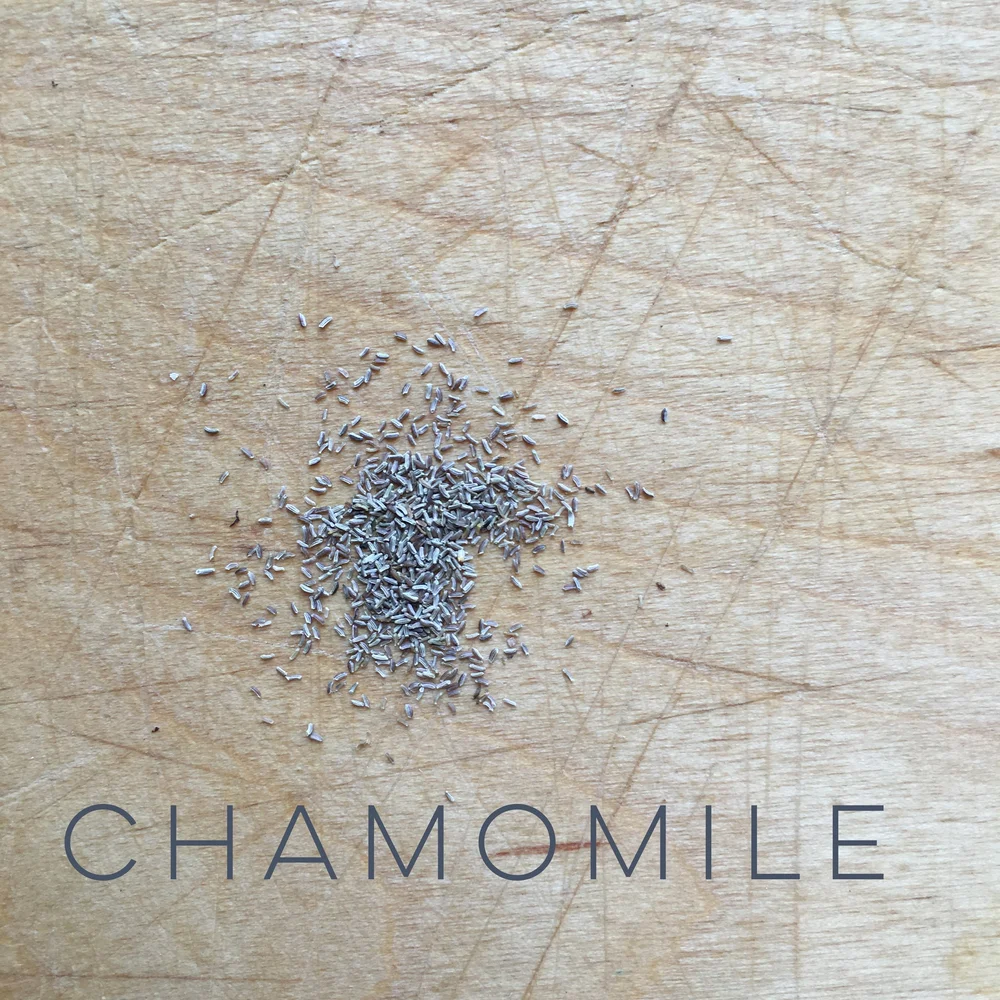 chamomile.JPG