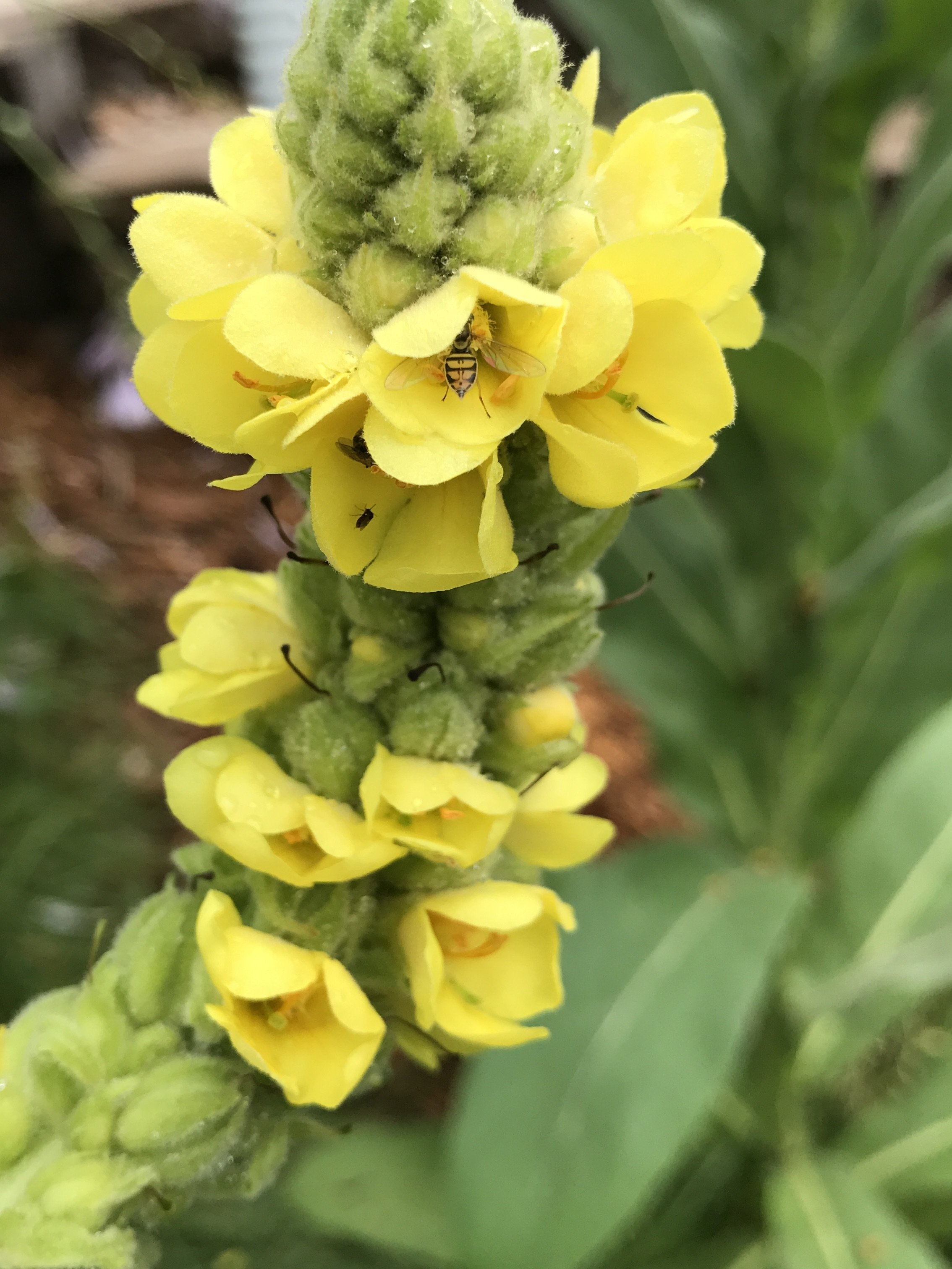 Mullein.JPG