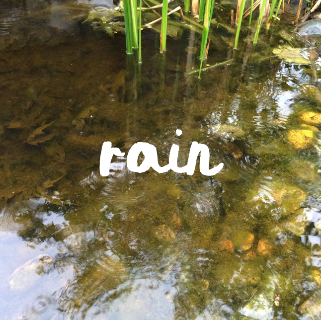 Managing Gardens After Heavy Rains