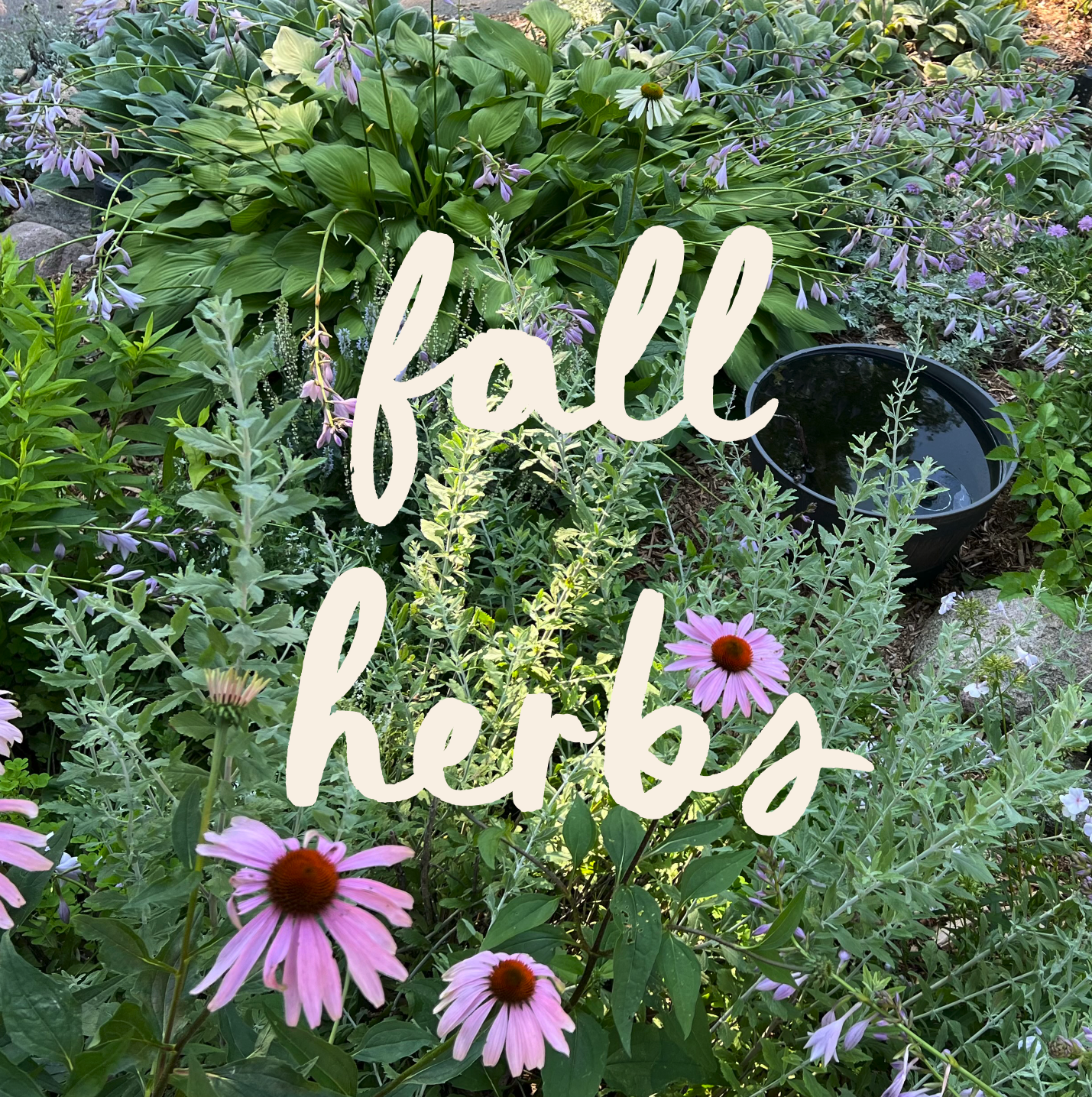 Fall Wildflowers &amp; Herbs: Planting for Pollinators, Soil, and the Seasons Ahead