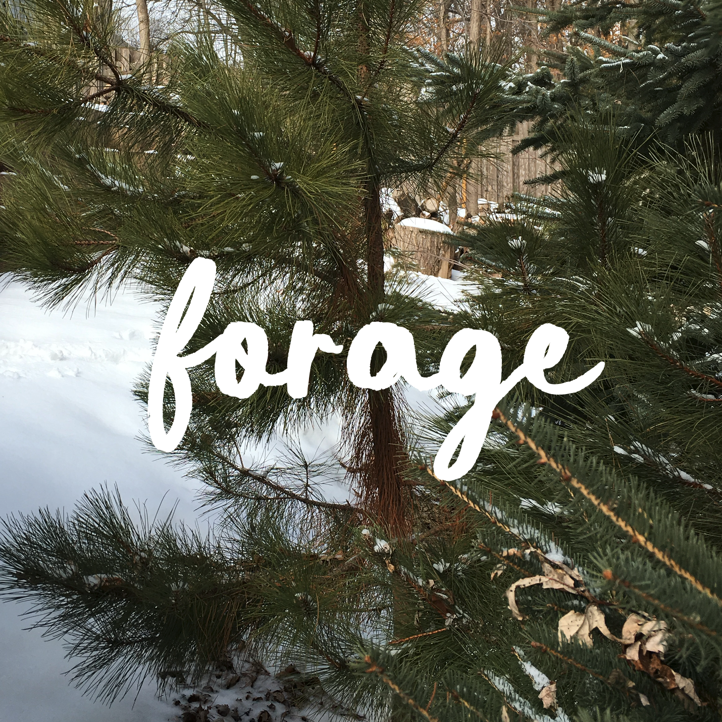 Foraging Evergreen &amp; Winter Plants for Tea and Simple Medicinals