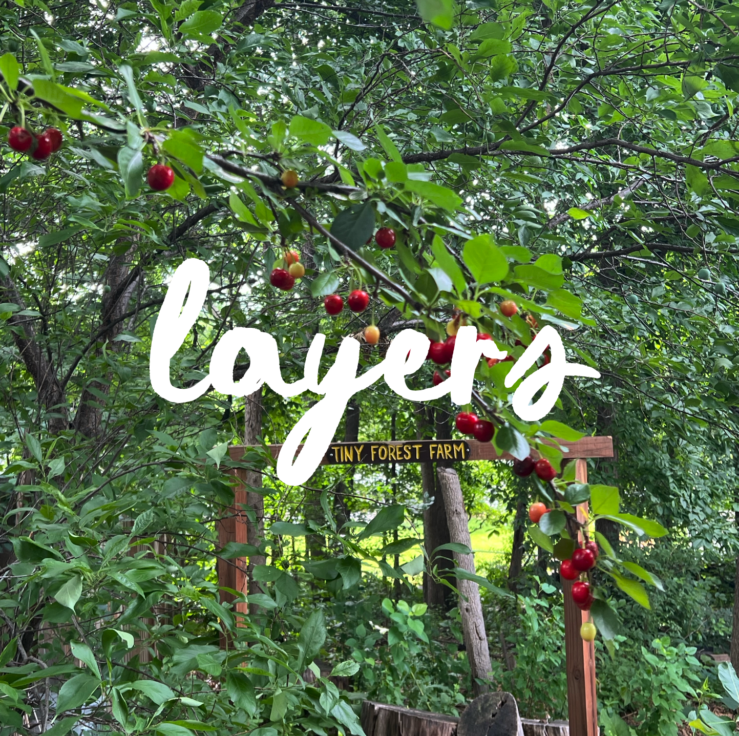 Edible Forests in Small Spaces: Layering for Abundance