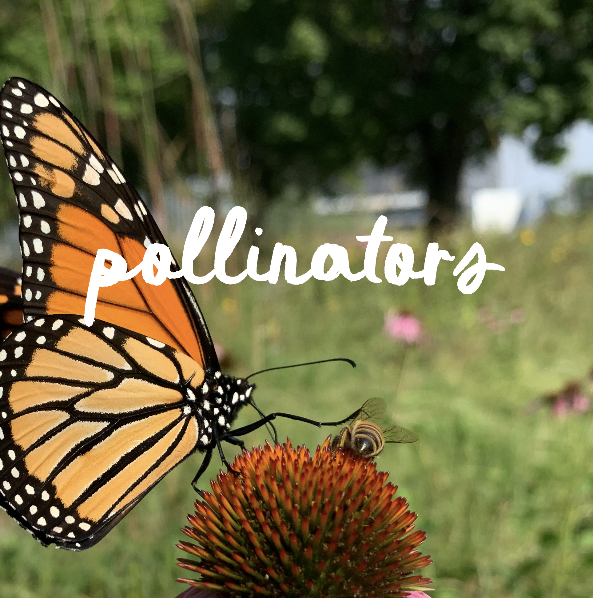 Wild Pollinators &amp; Beneficial Insects for Your Suburban Garden