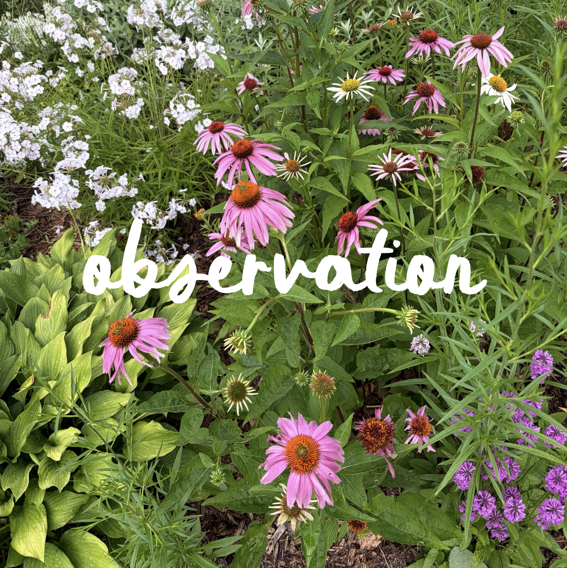 Your Garden Is Talking: 10 Signs to Look for in Mid-Summer