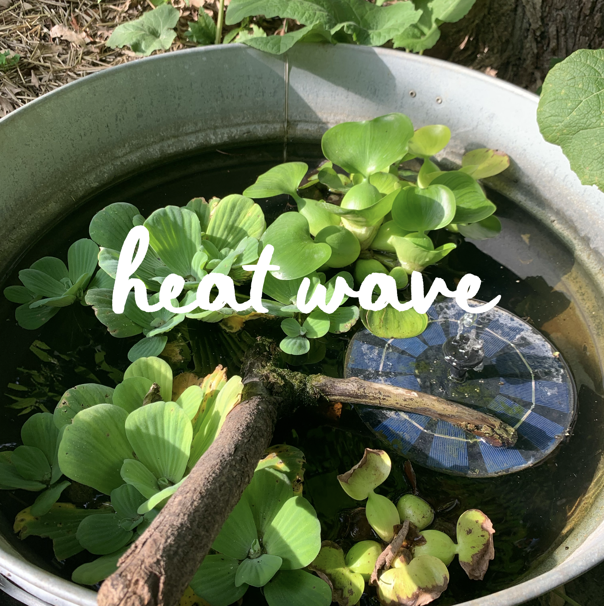 Preparing Your Garden for Heat Waves: Building Resilience Instead of Fighting the Weather