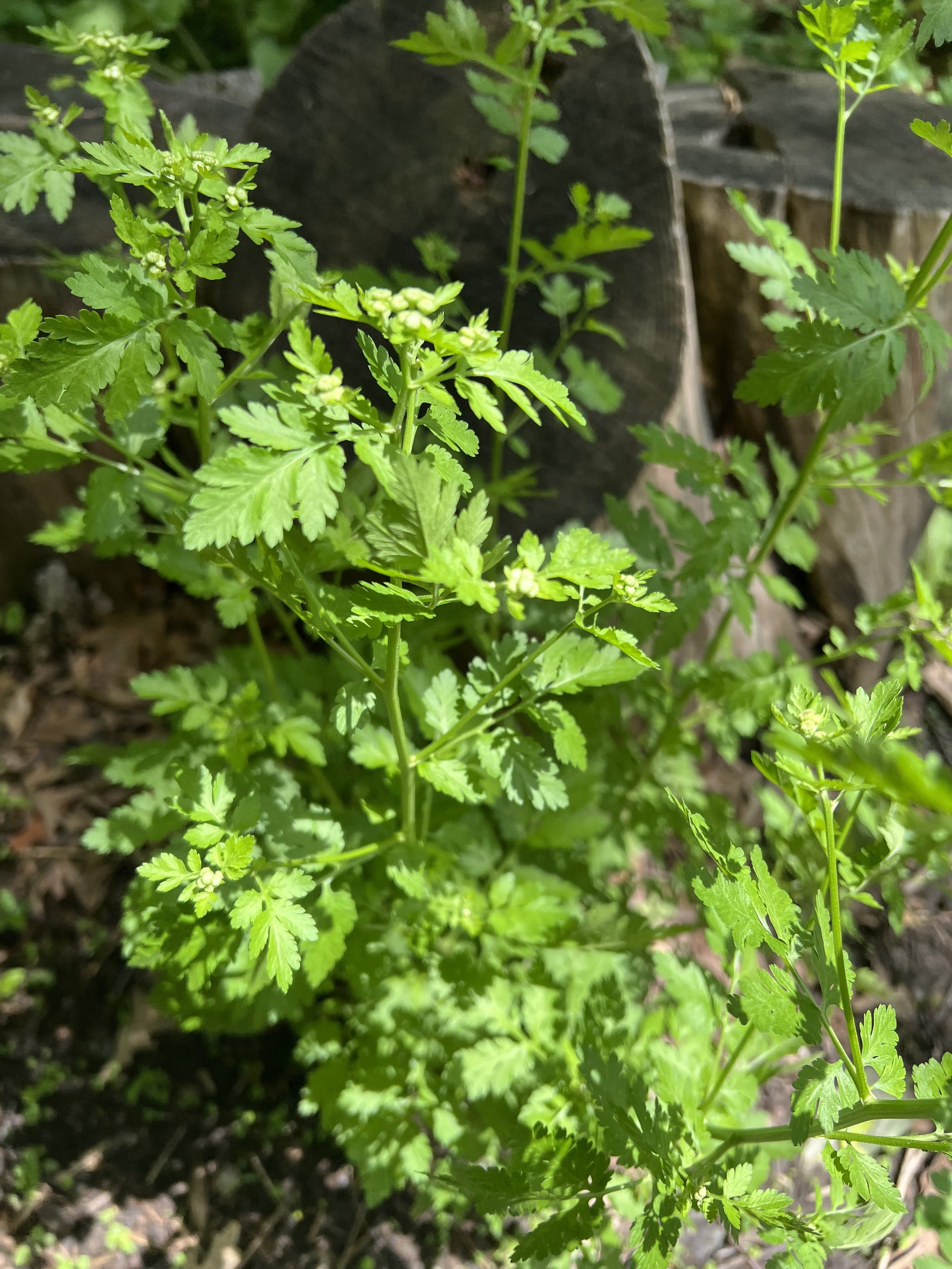 Feverfew
(Tanacetum parthenium)