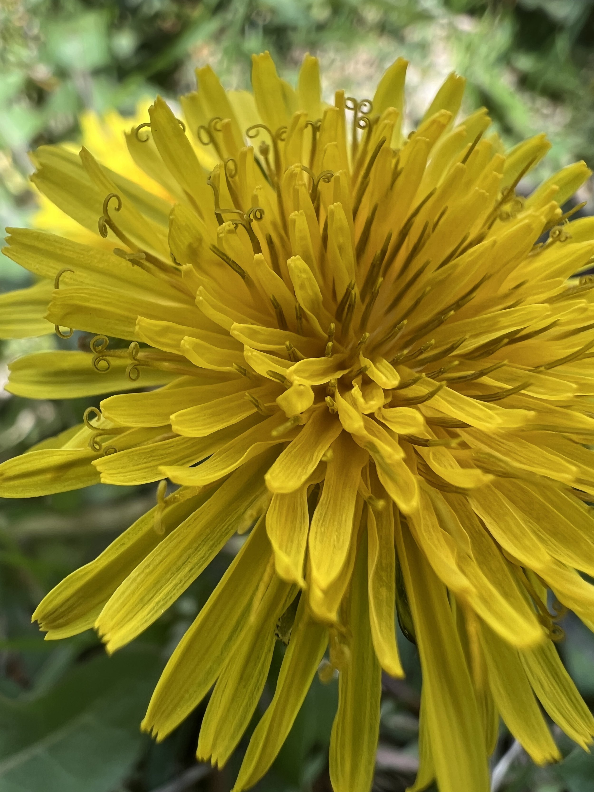 Dandelion
(Taraxacum officinale)