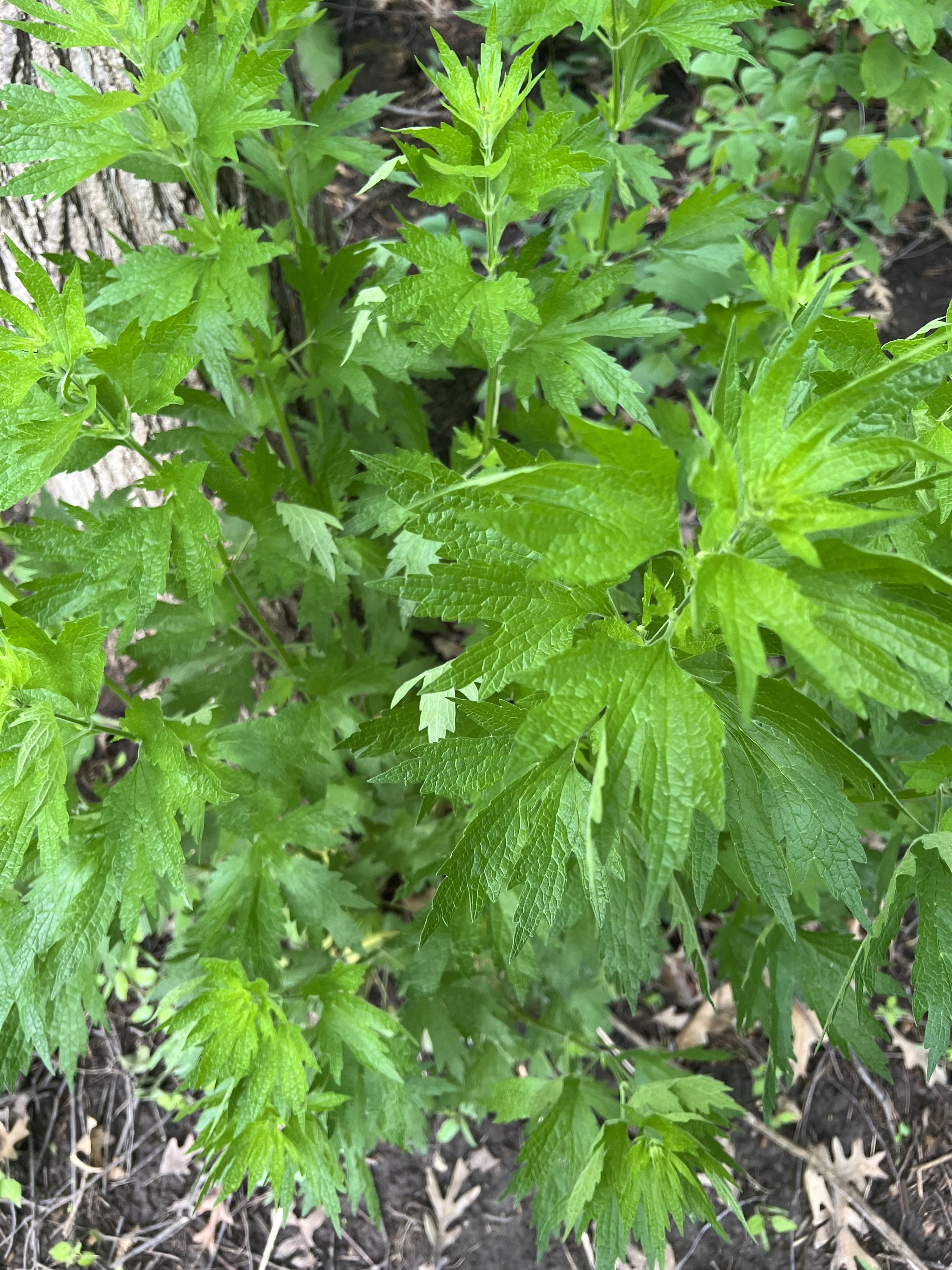 Motherwort
(Leonurus cardiaca)