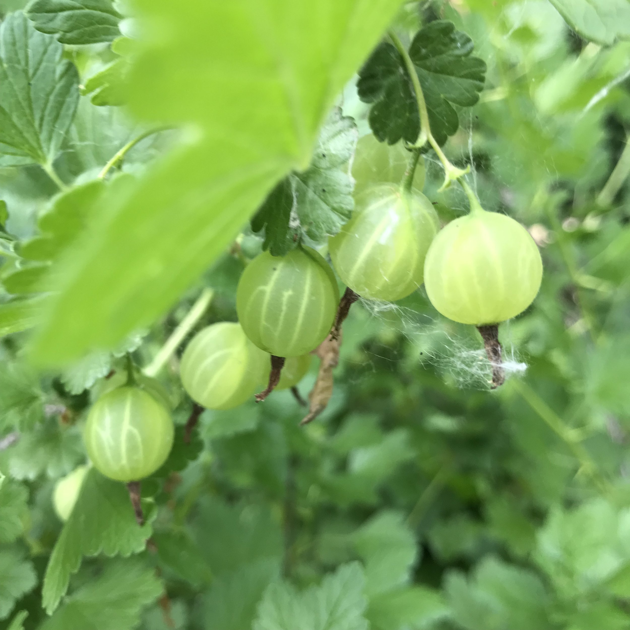 Gooseberries