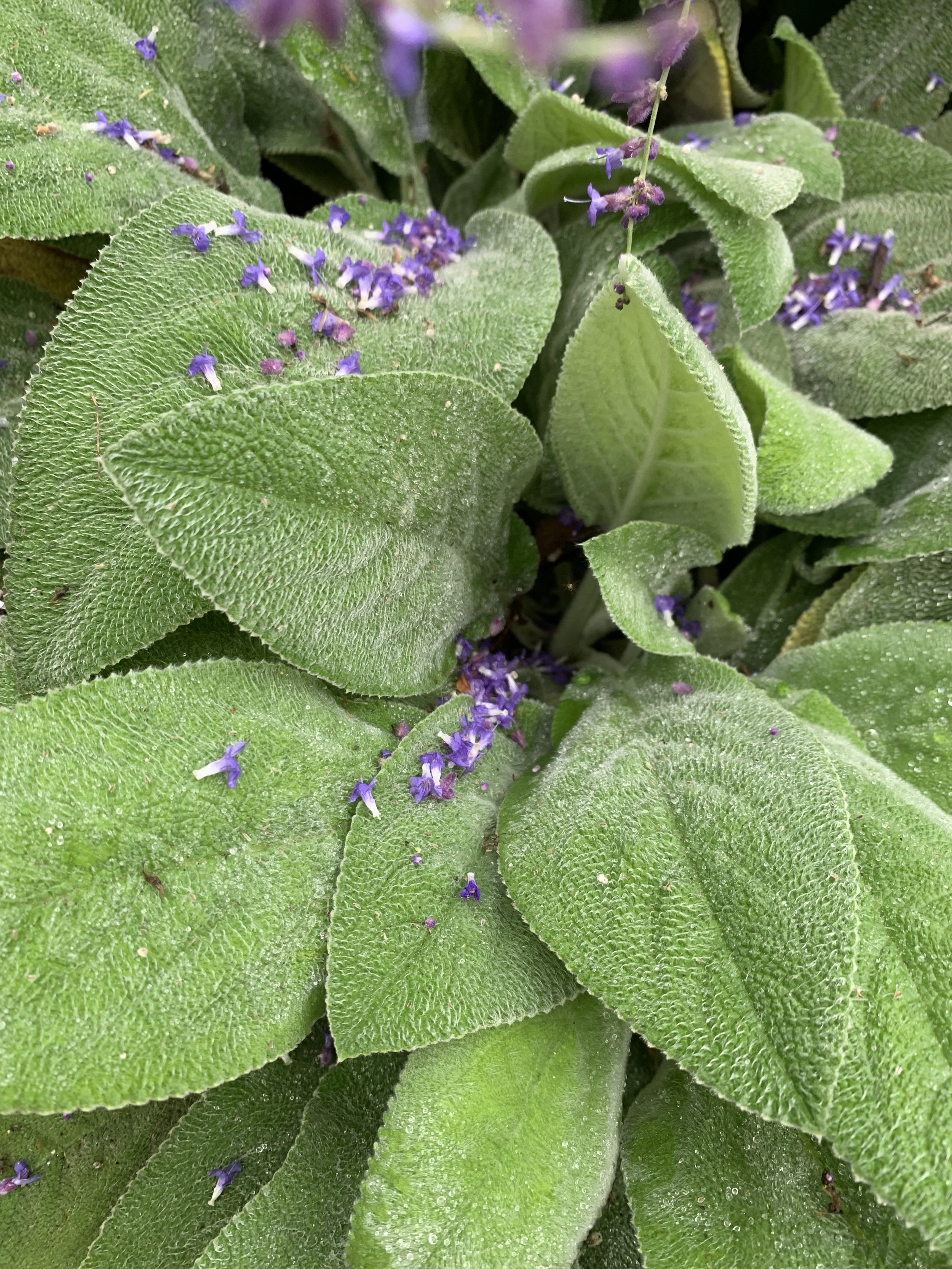 Lamb's Ear
(Stachys byzantina)