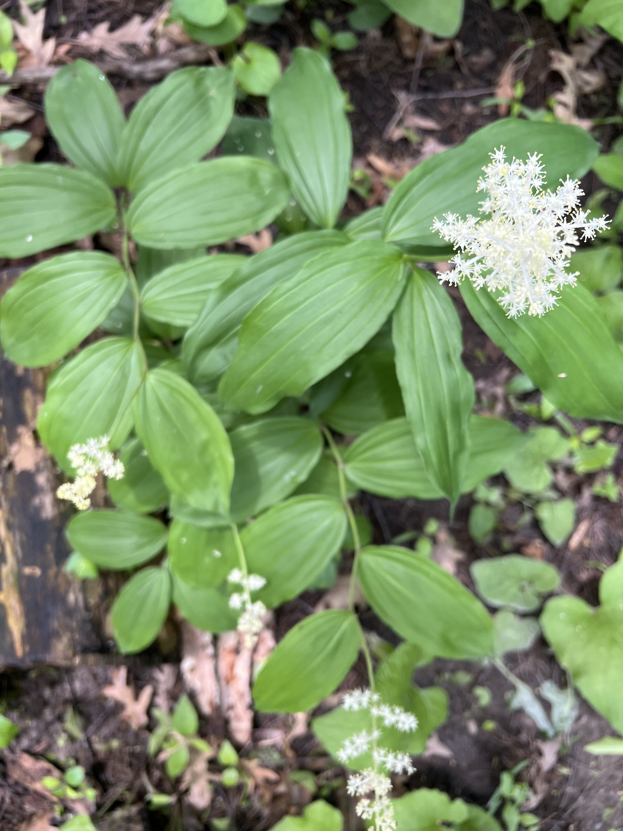False Solomon's Seal
(Maianthemum racemosum)