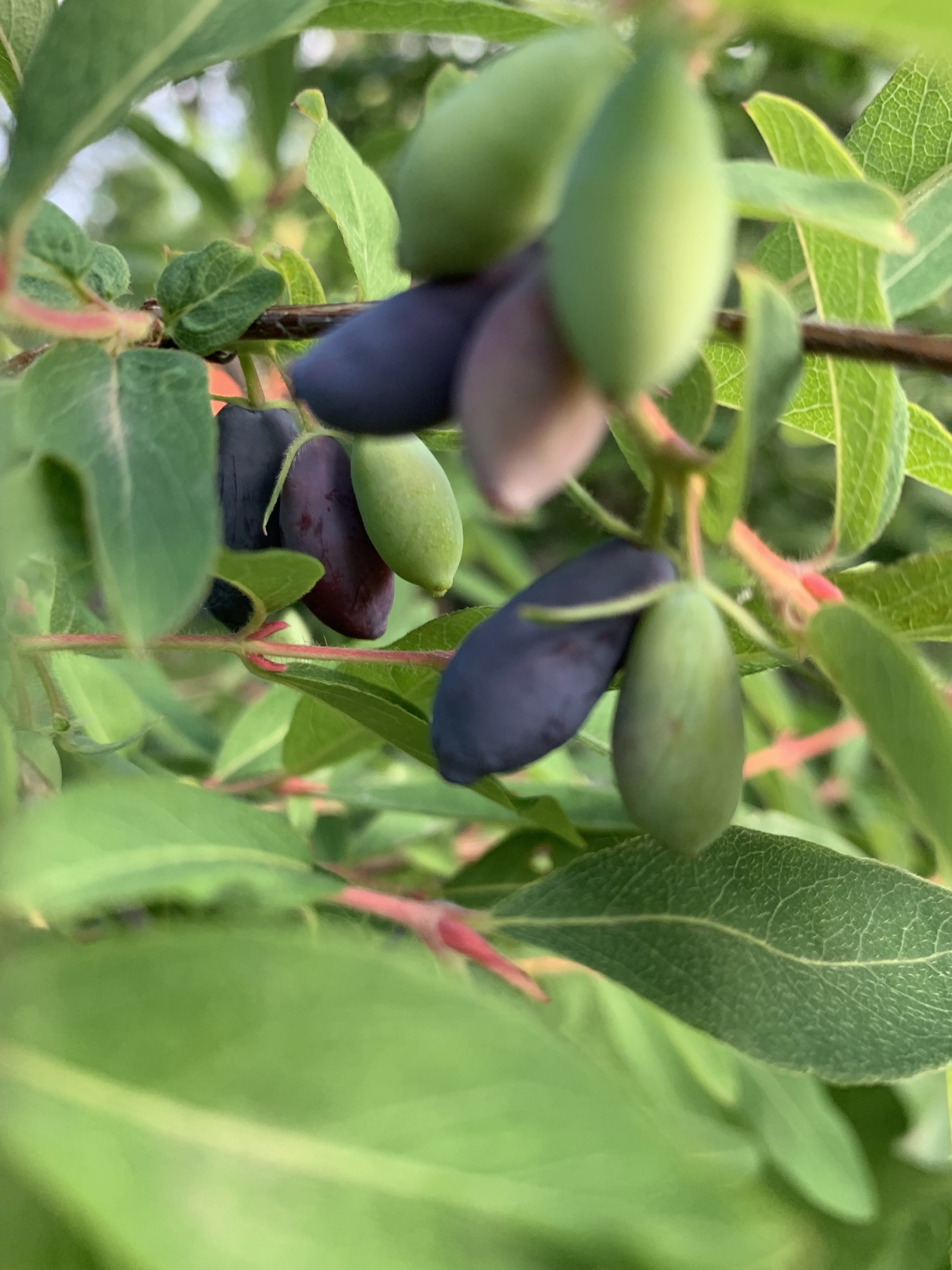 Honeyberry