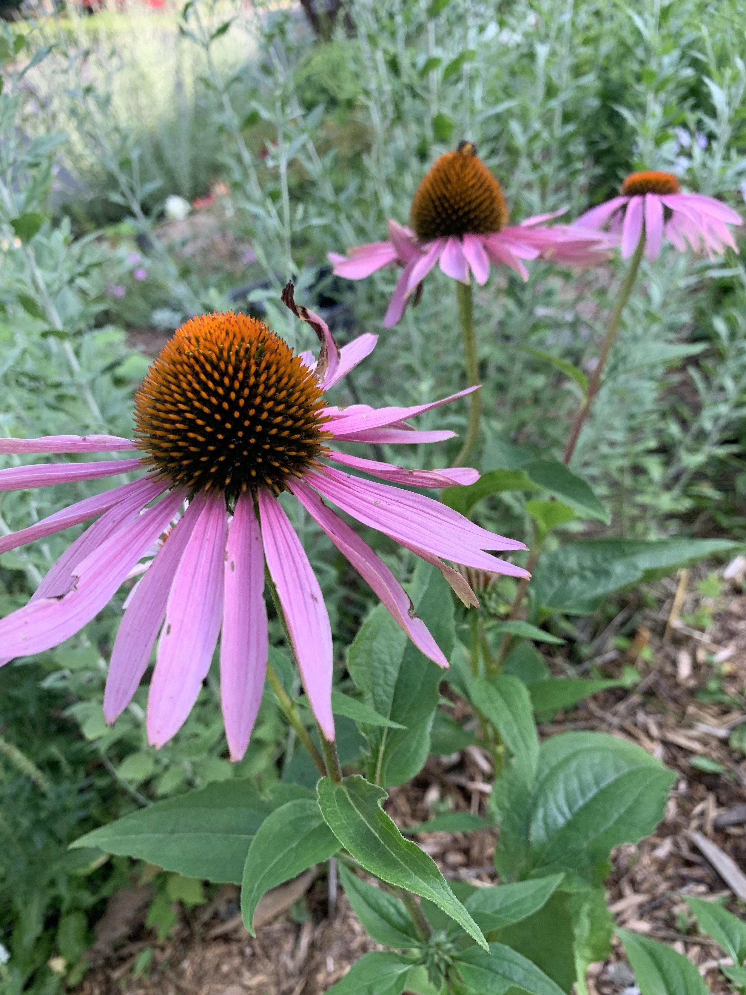 Purple Cone Flower
(Echinacea purpurea)