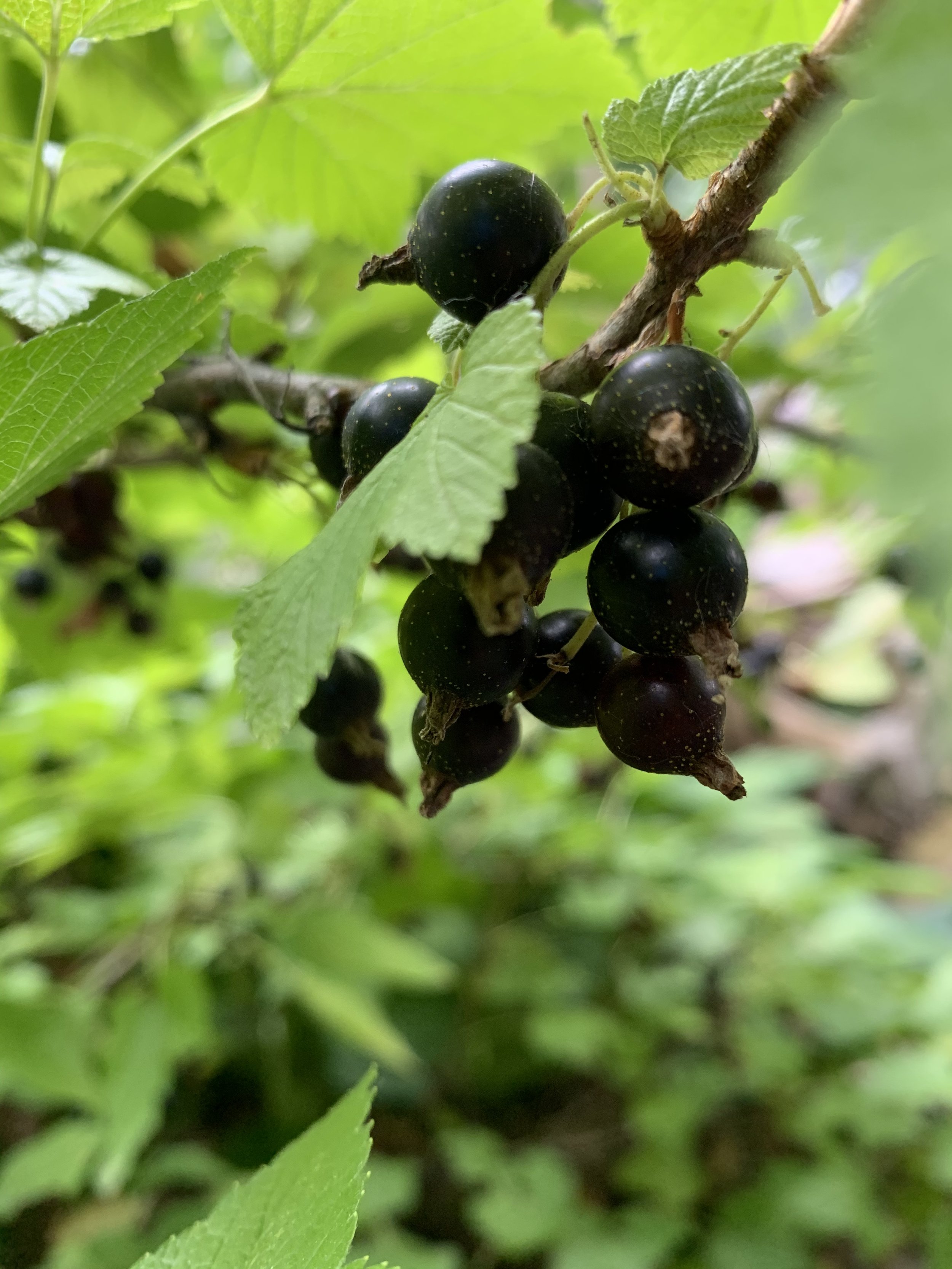 Black currant