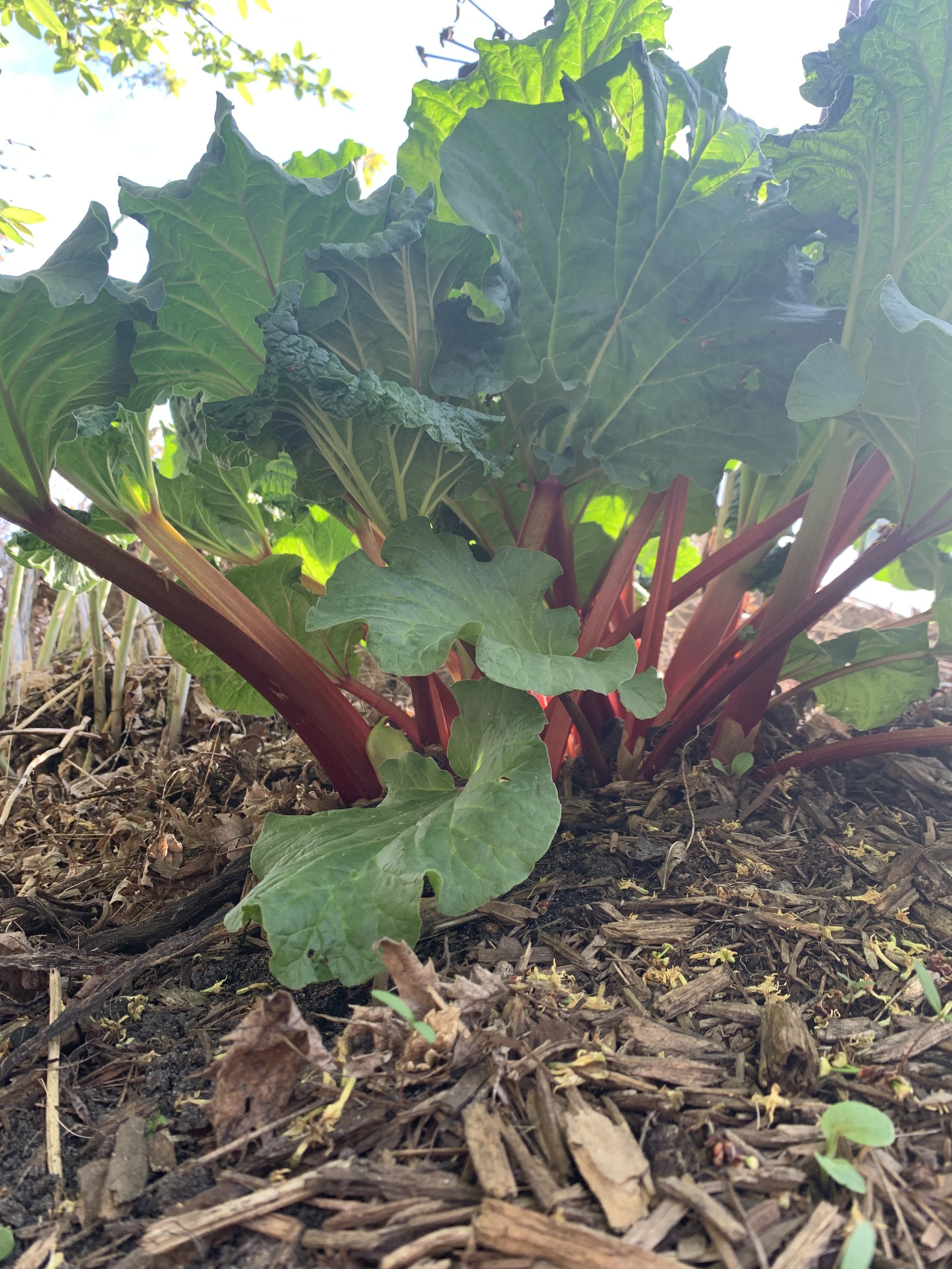 Rhubarb