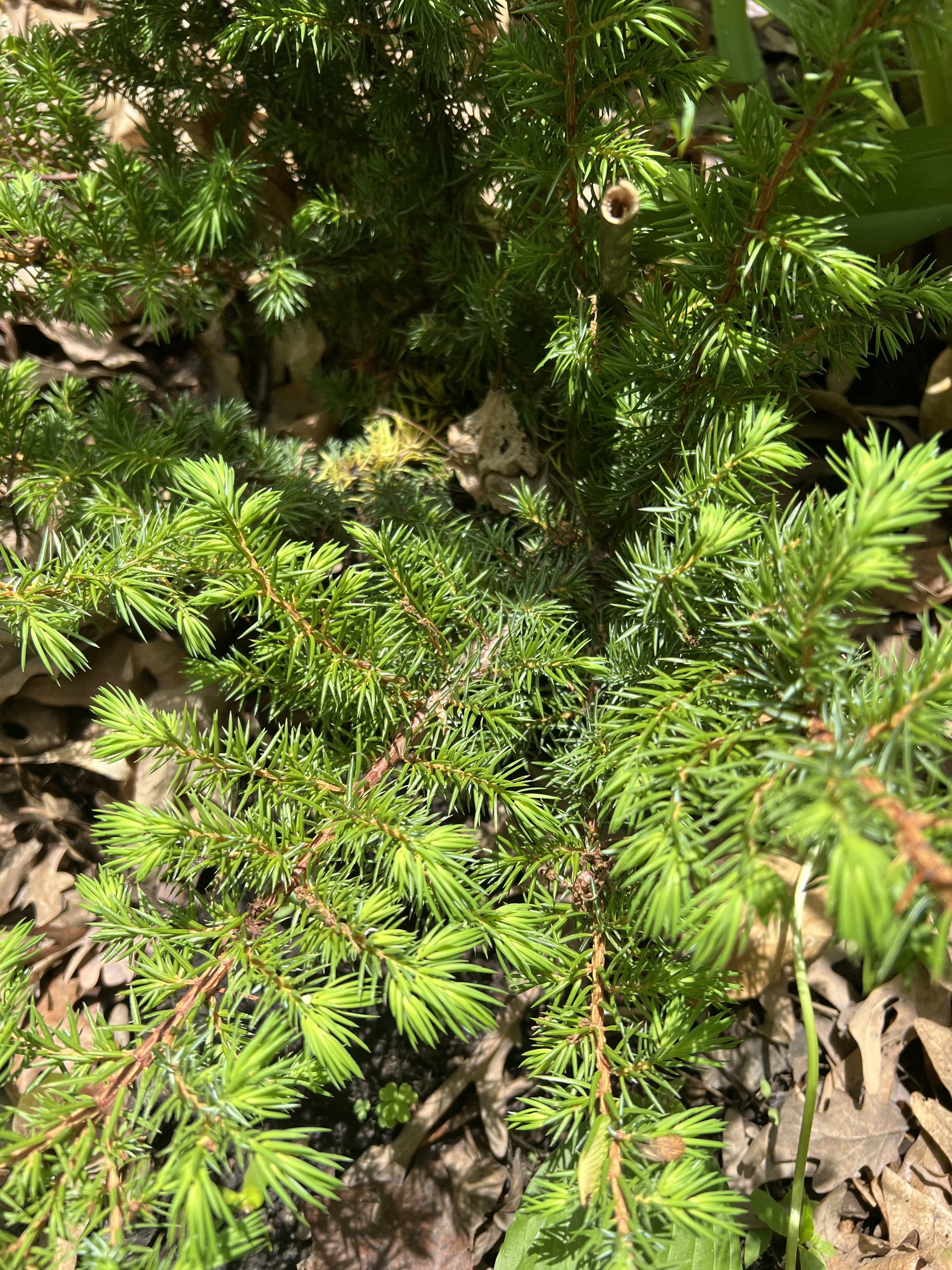 Common Juniper
(Juniperus communis)