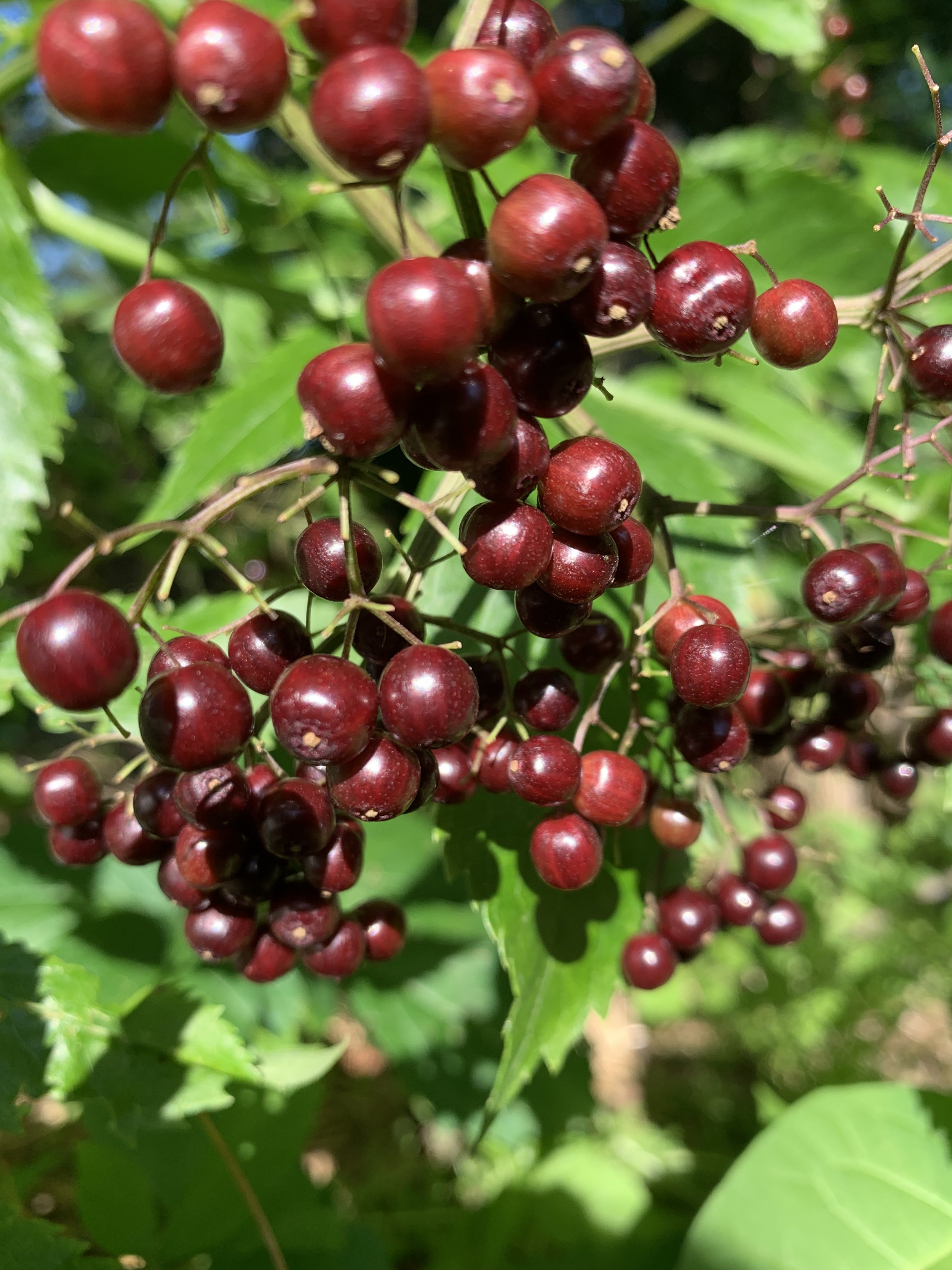 Elderberry
