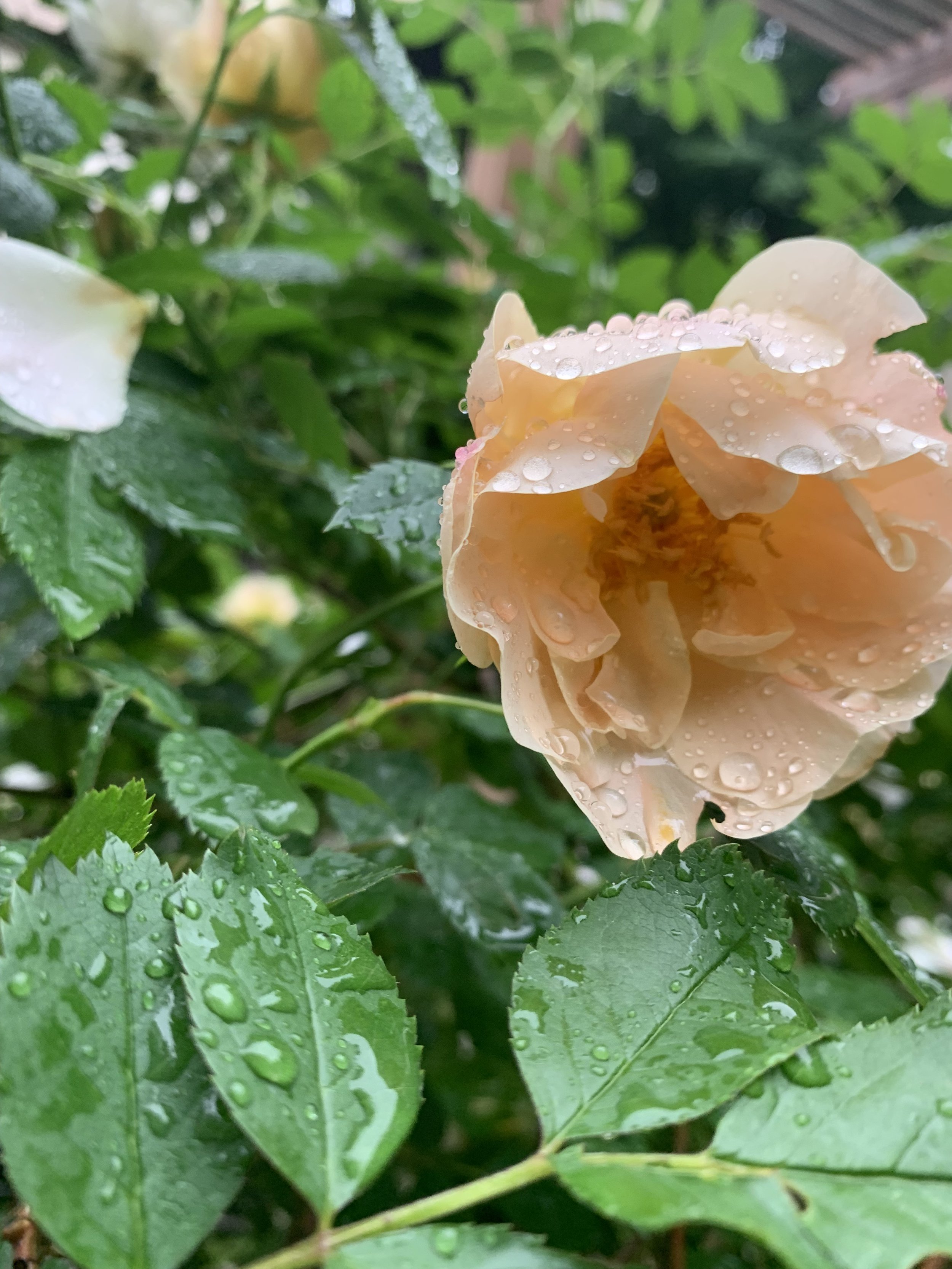 Dog Rose
(Rosa canina)