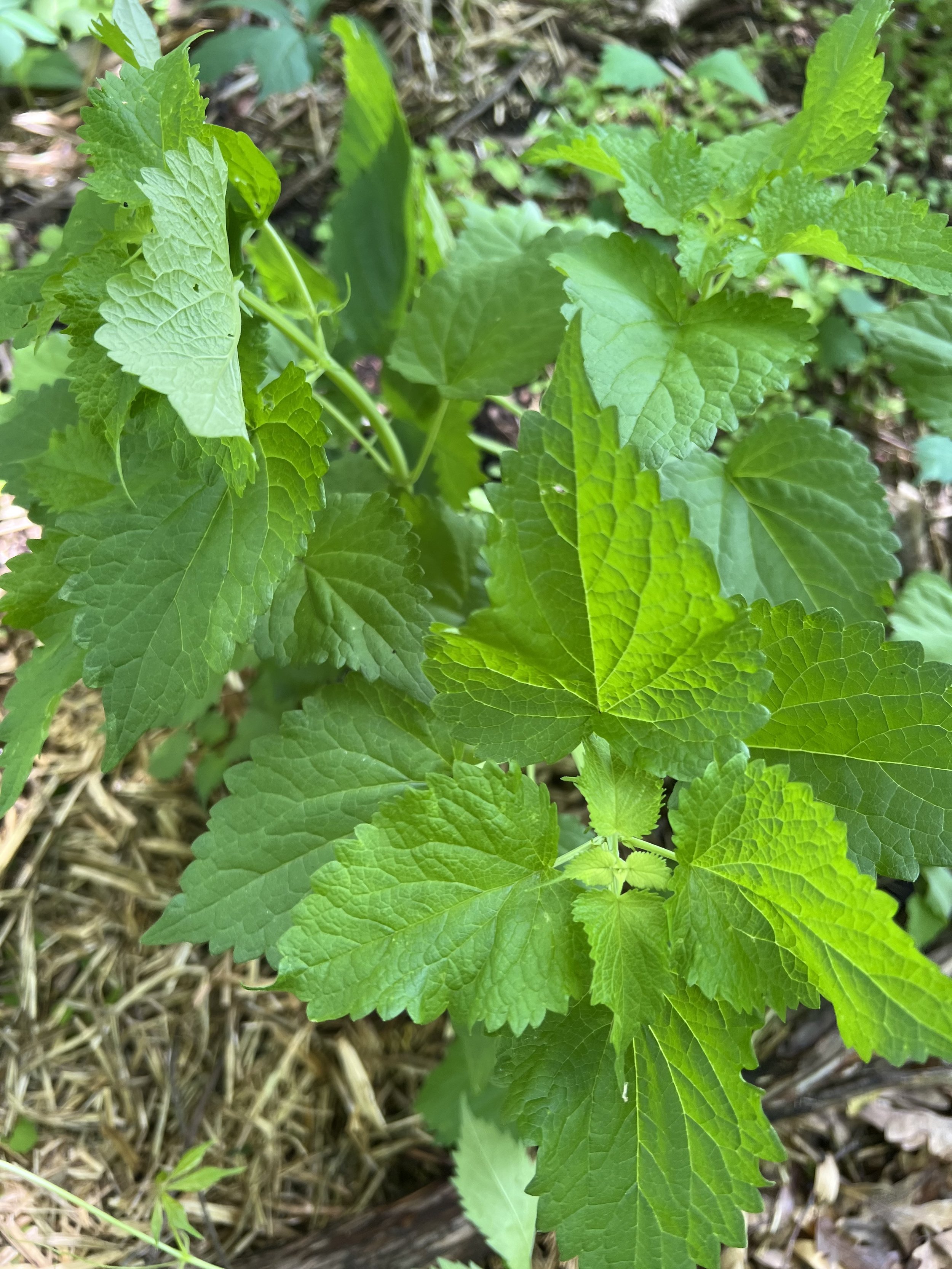 Anise Hyssop
(Agastache foeniculum)