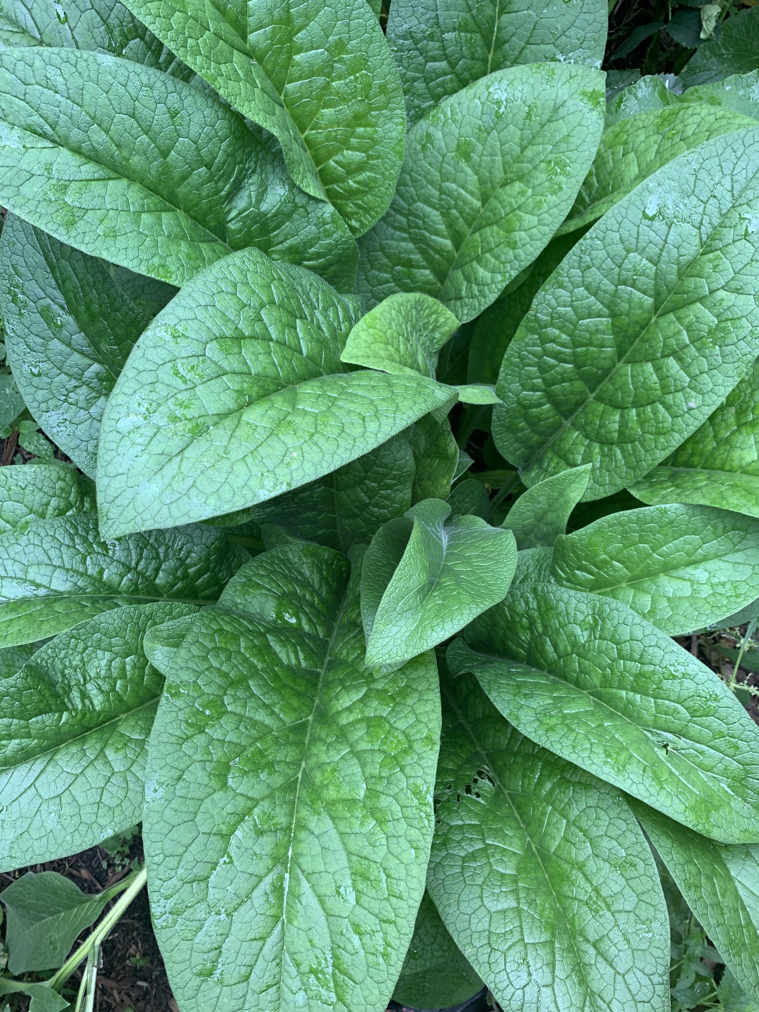 Comfrey
(Symphytum officinale)