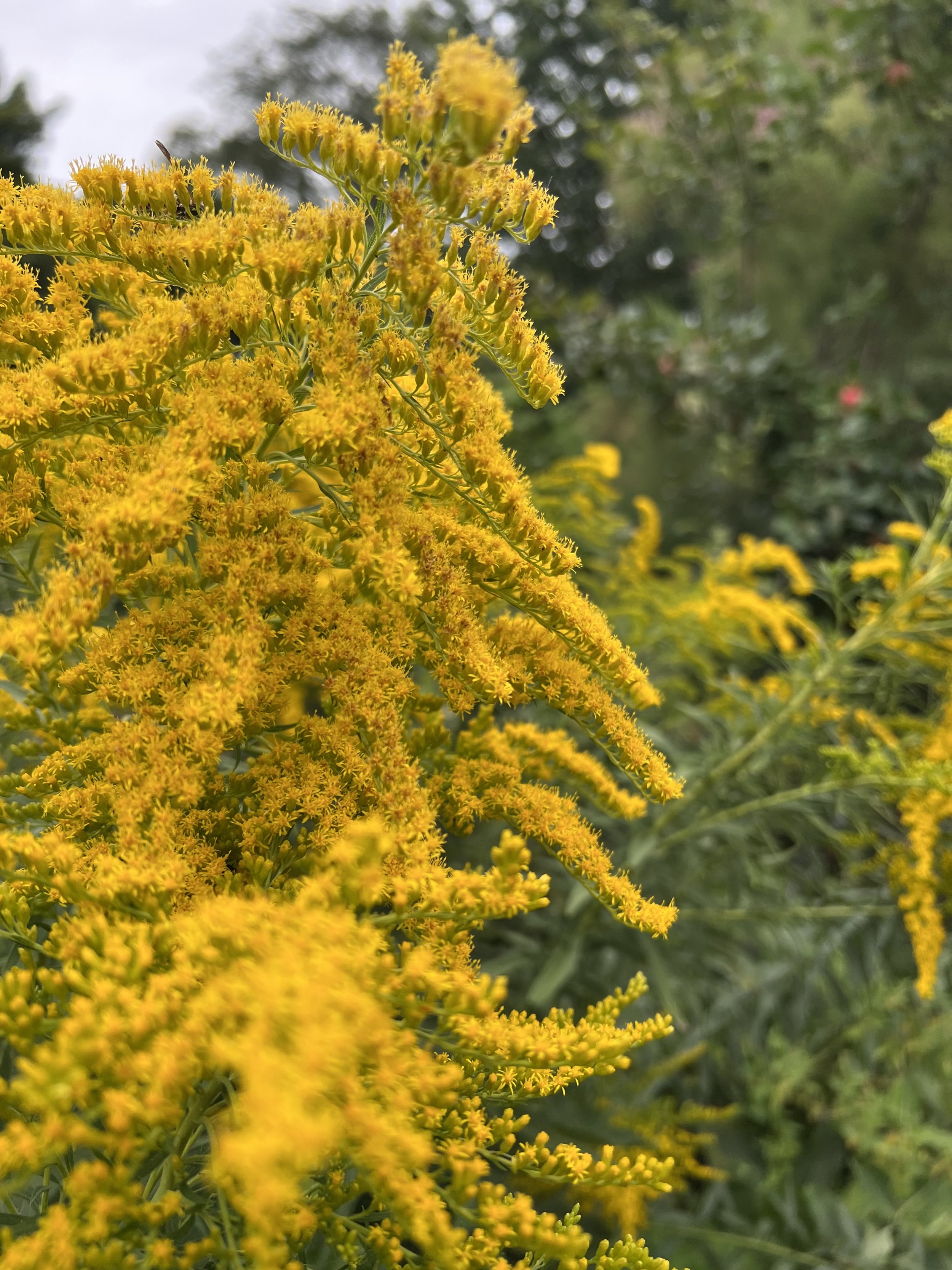 Goldenrod
(Solidago canadensis)
