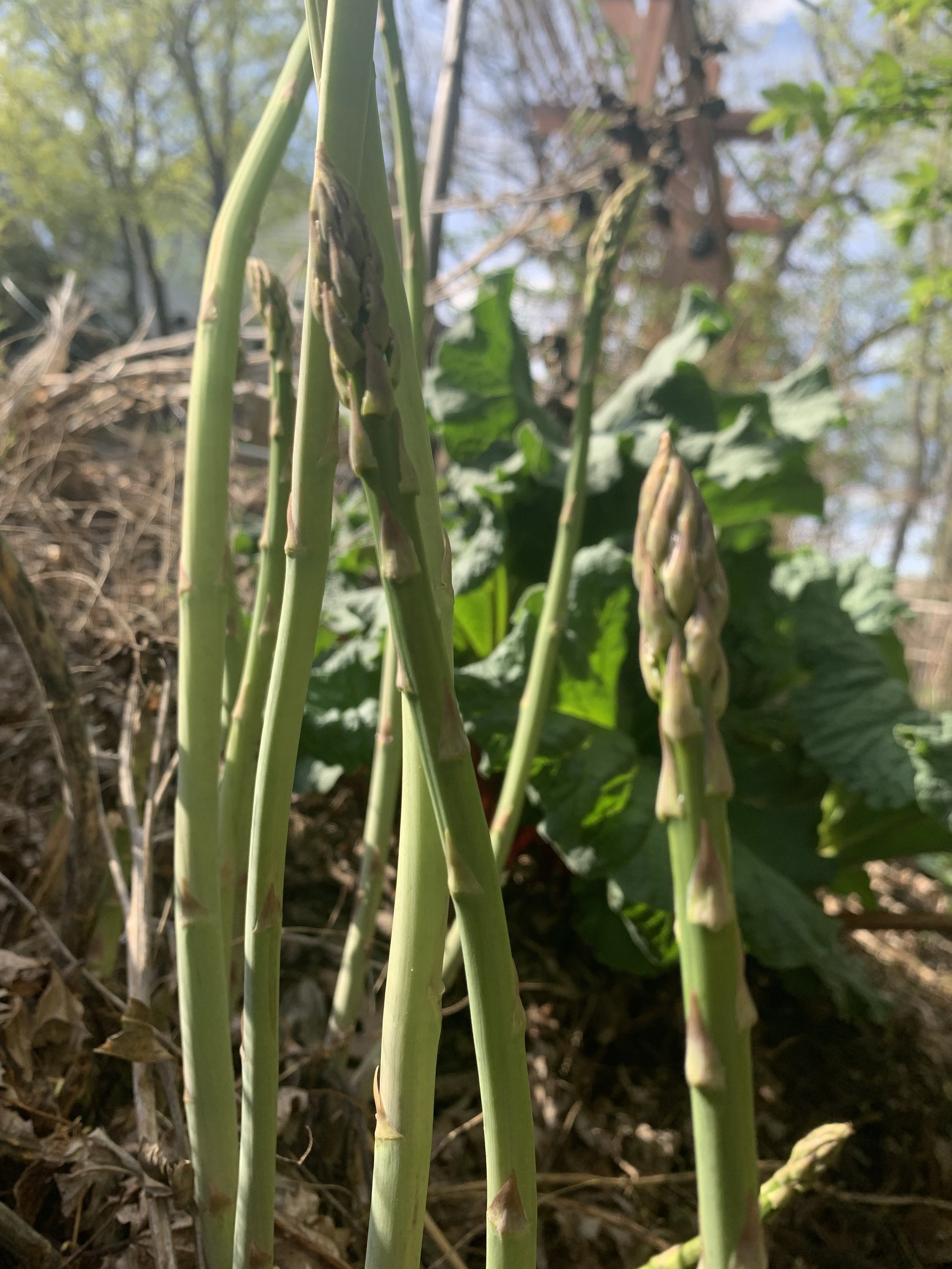 Asparagus