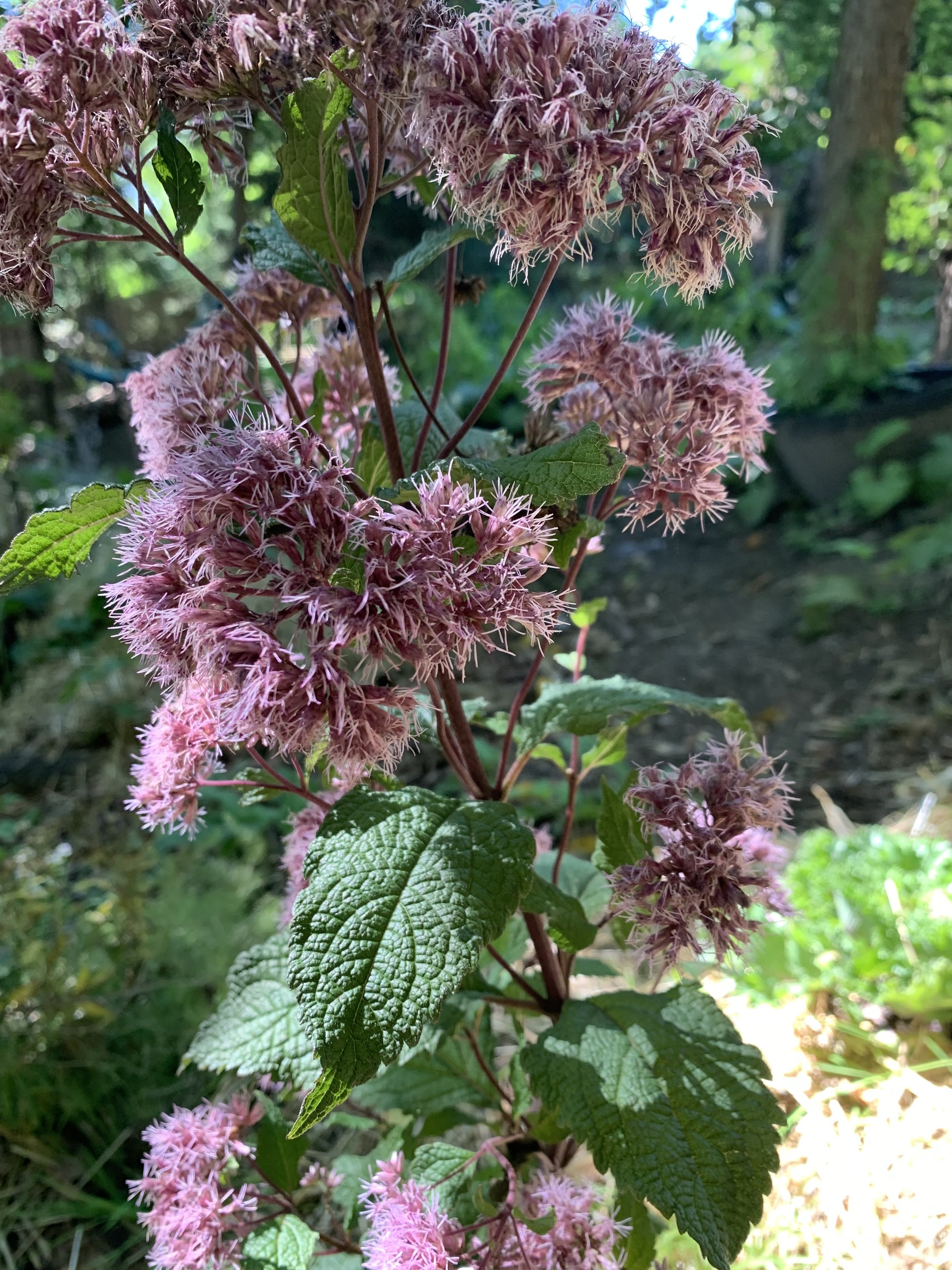 Joe Pye Weed
(Eutrochium fistulosum)