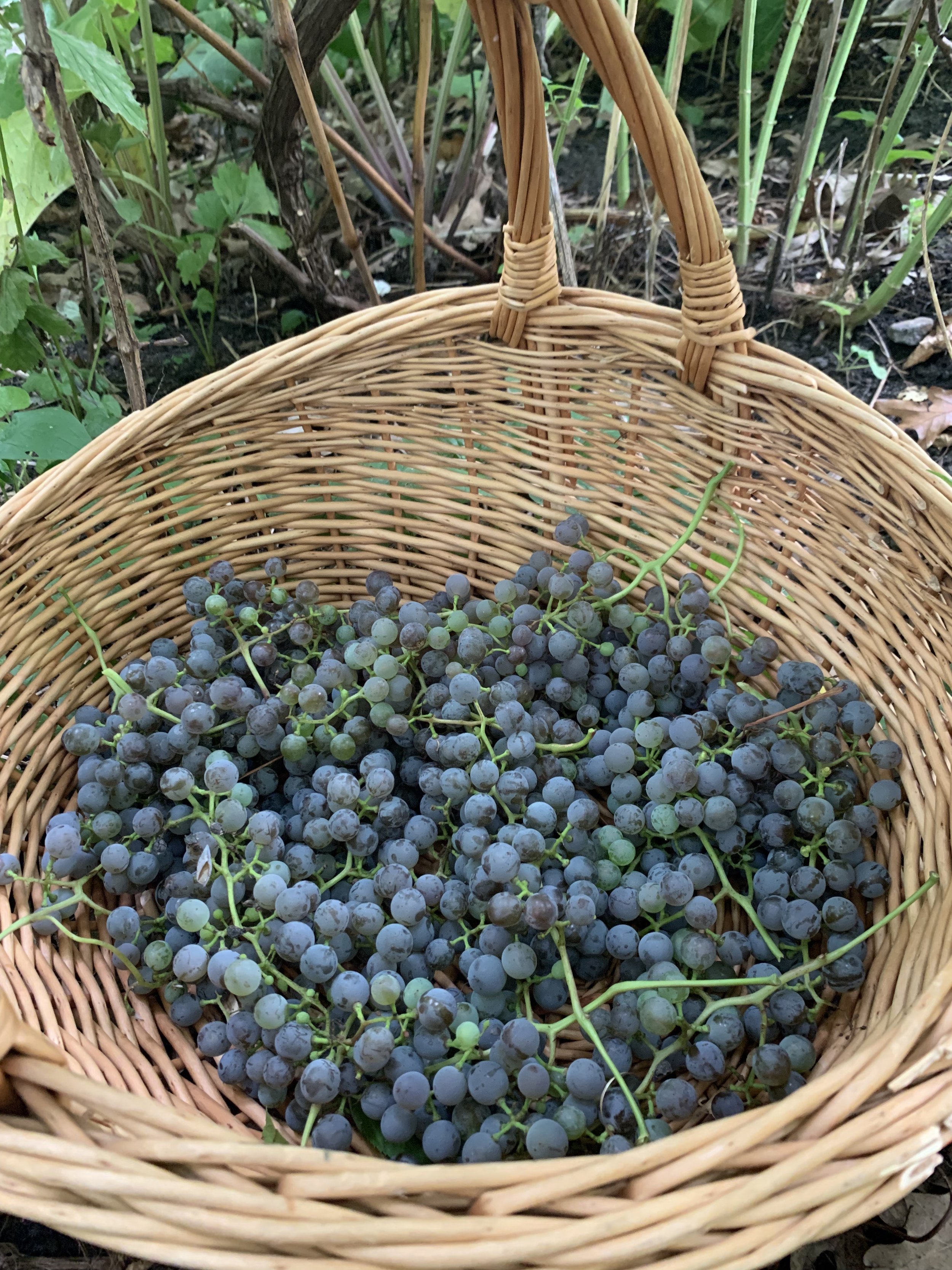 Grapes