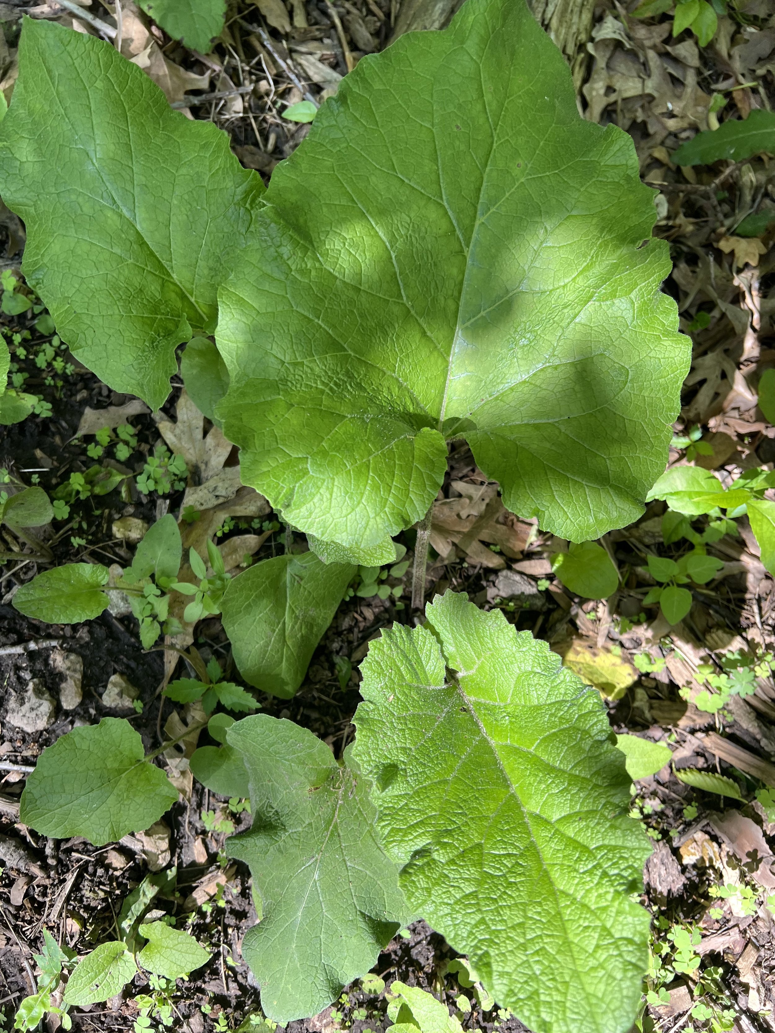 Common Burdock
(Arctium minus)