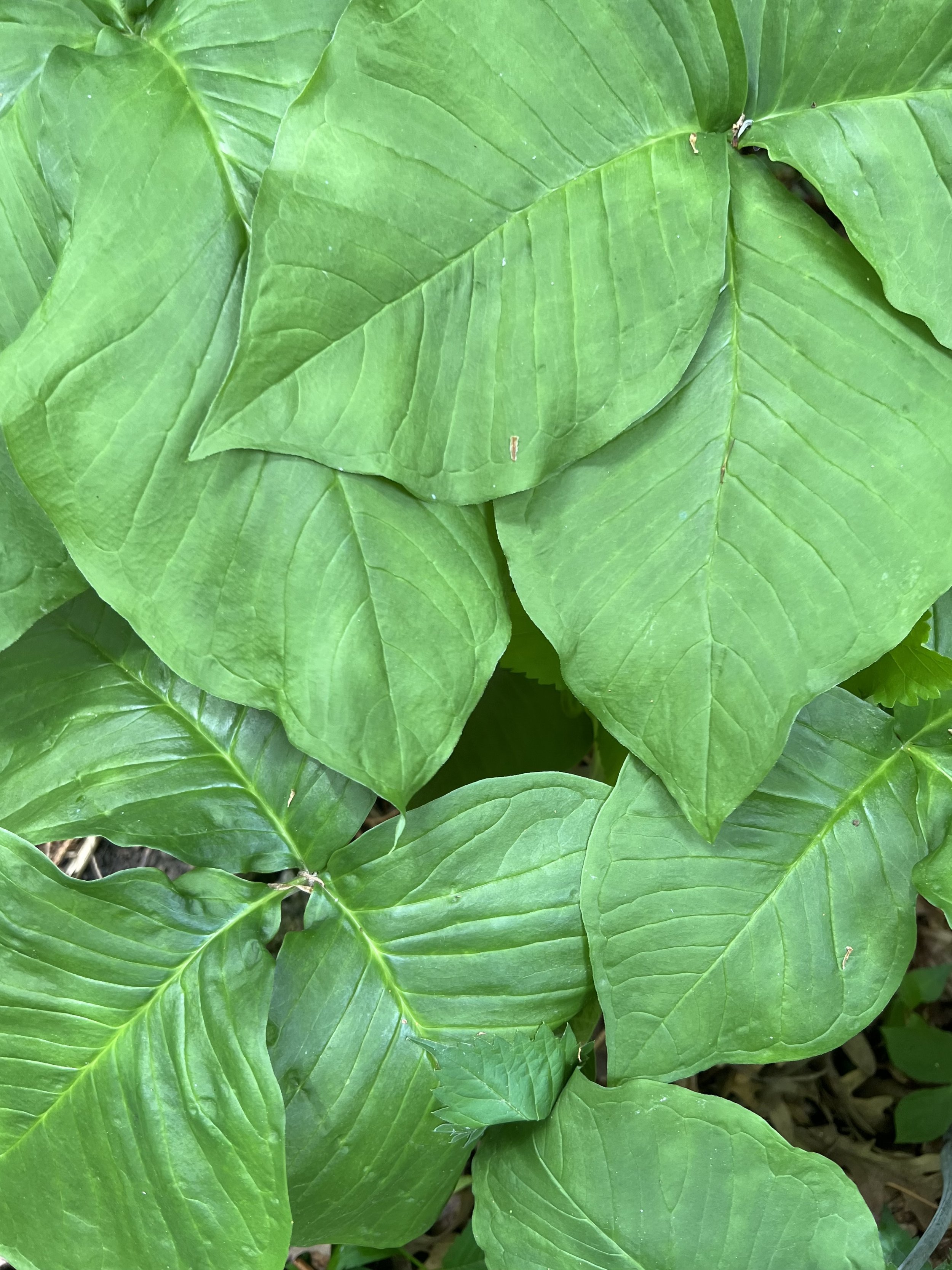 Jack-in-the-Pulpit
(Arisaema triphyllum)