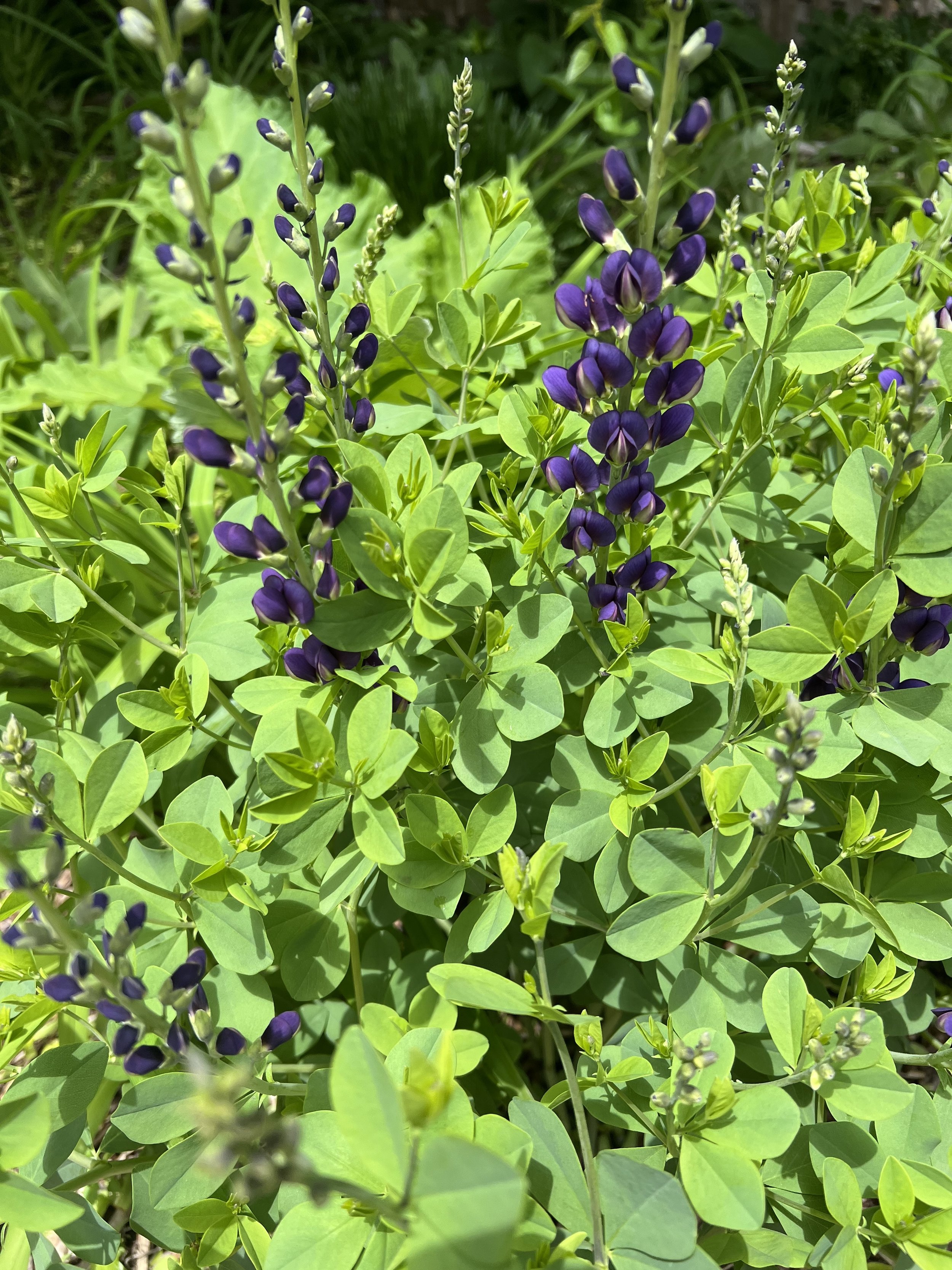 Blue False Indigo
(Baptisia australis)