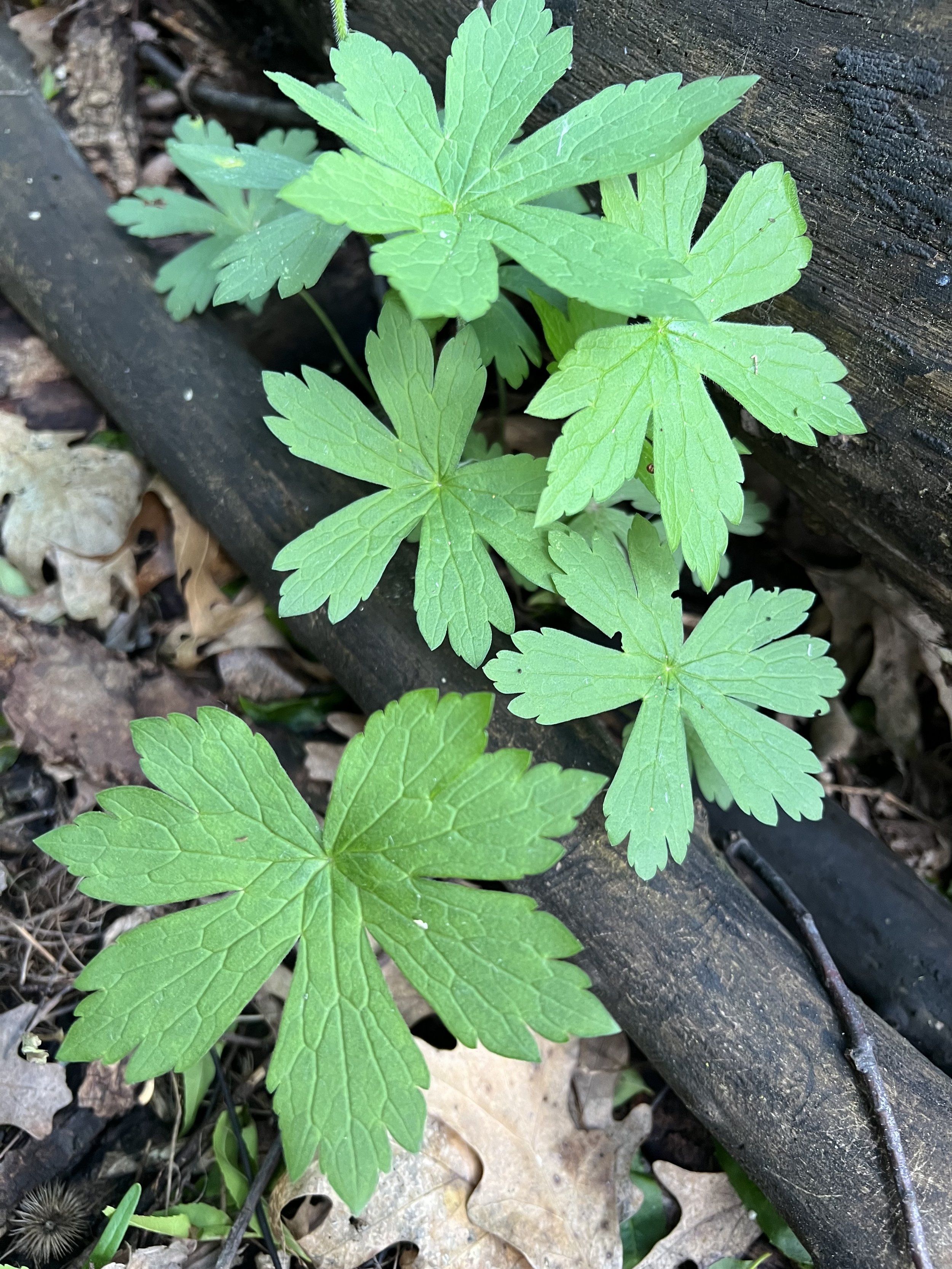 Wild Geranium
(Geranium maculatum)